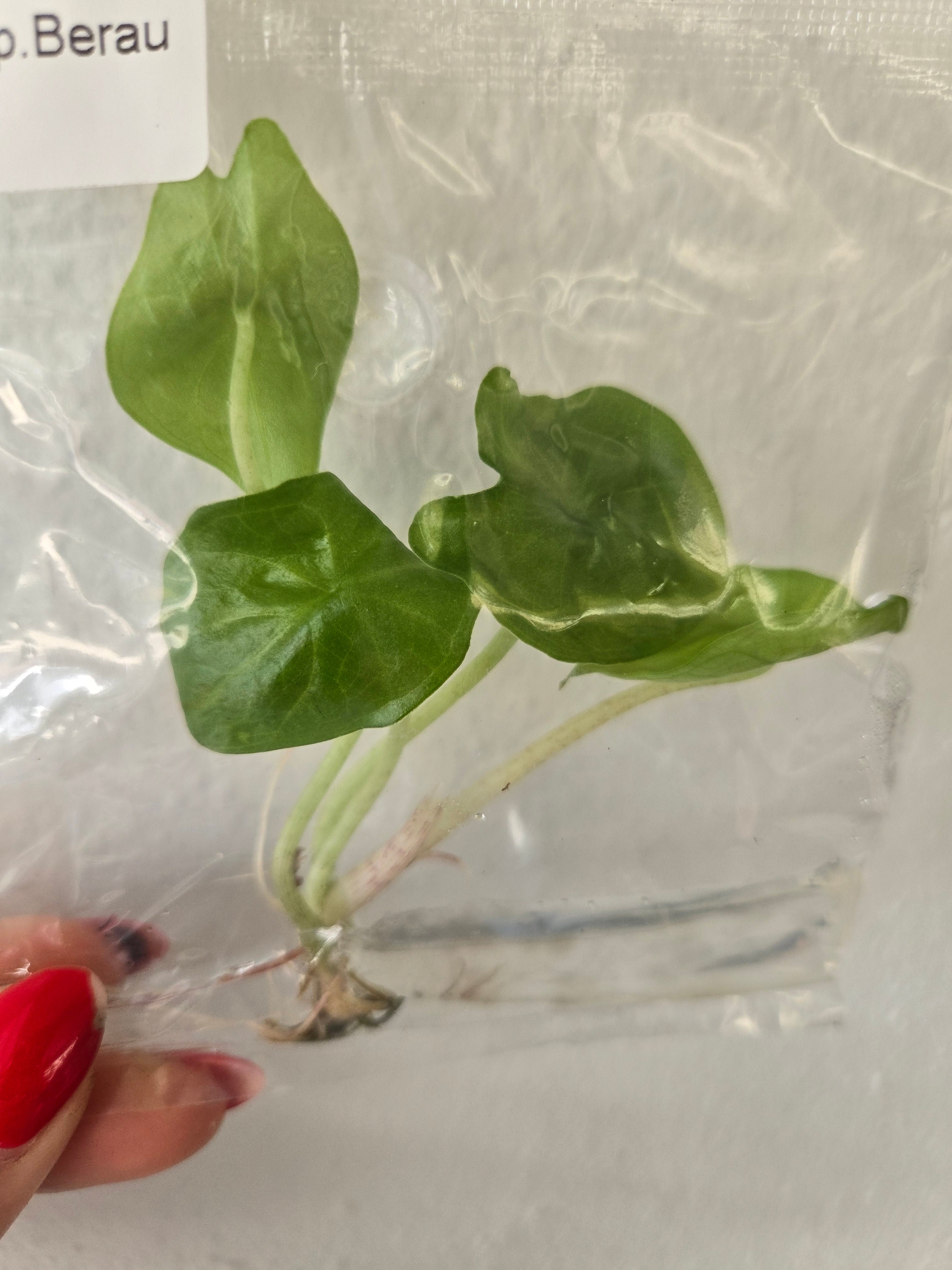 Alocasia sp.Berau - TC