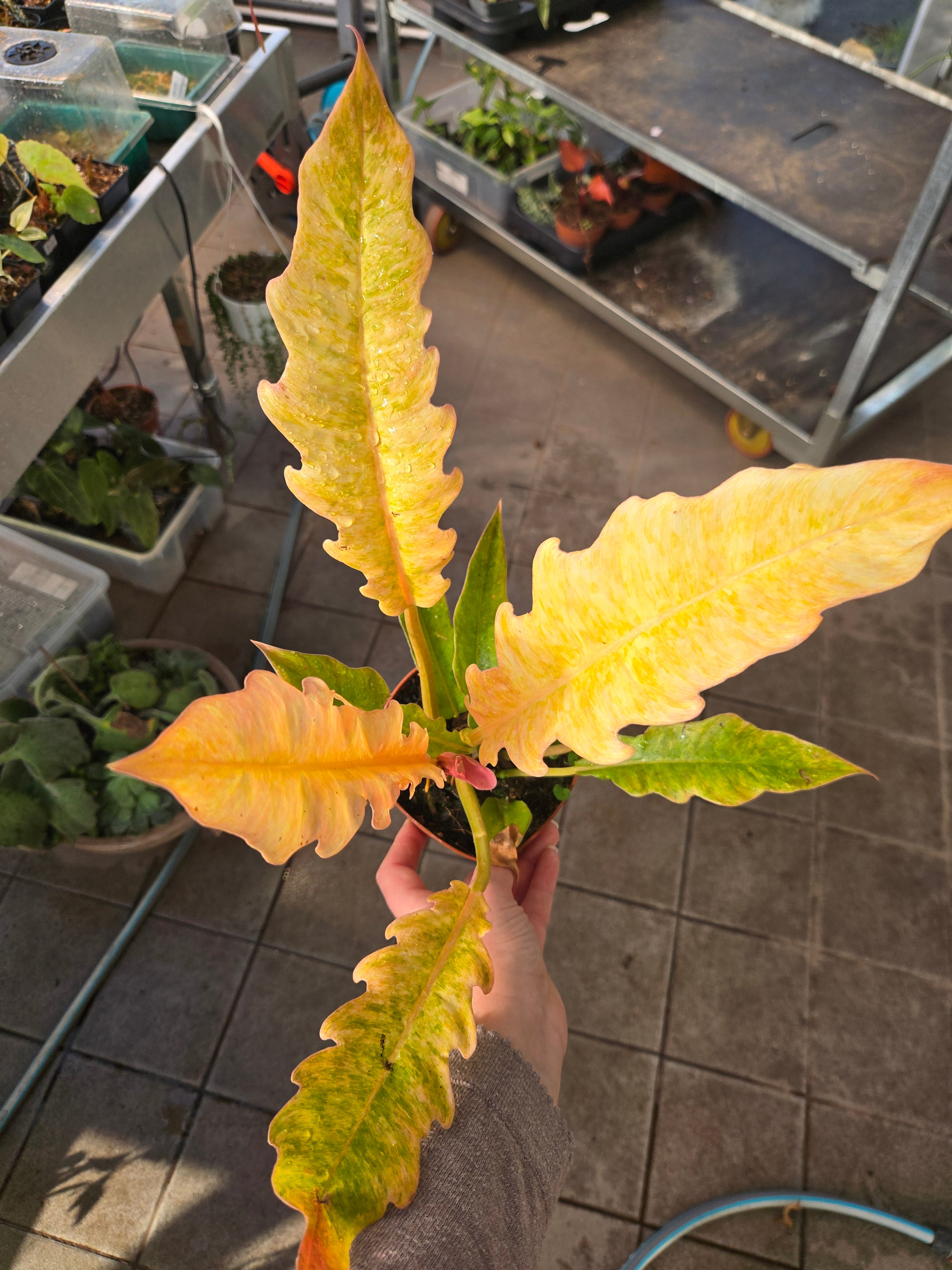 Philodendron Ring of Fire Mutation