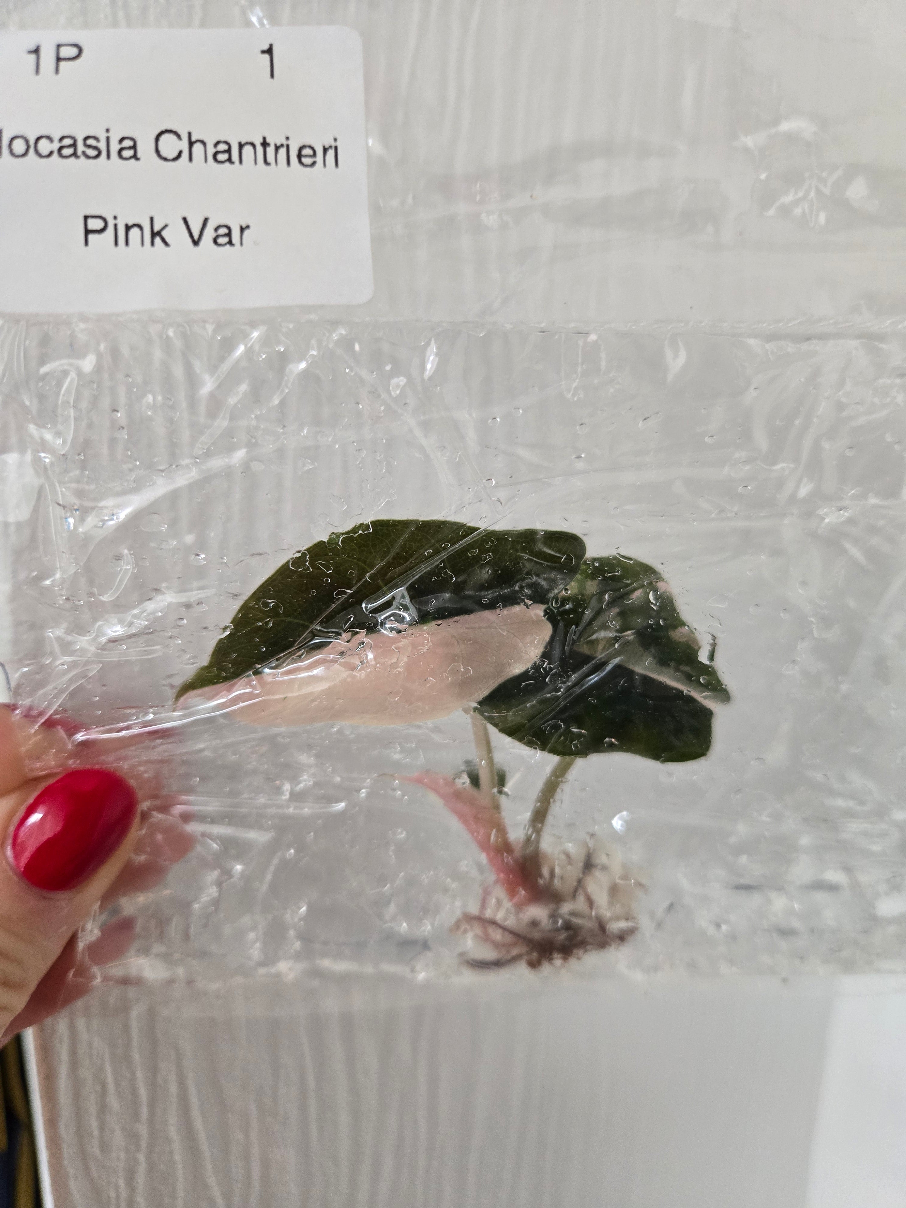 Alocasia Chantrieri Pink Variegata - TC - Tissue Culture