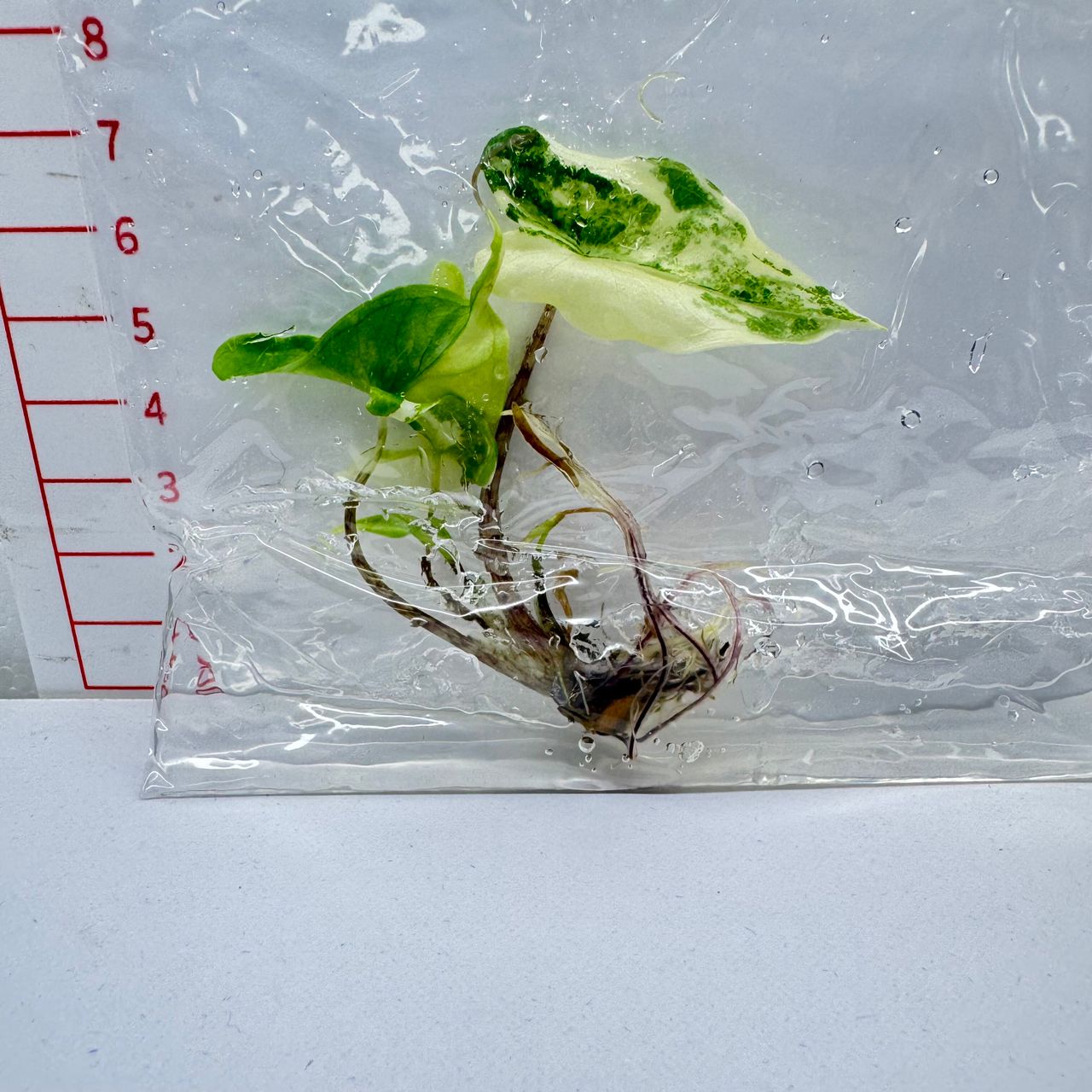 Alocasia Tigrina Superba Variegata - TC -