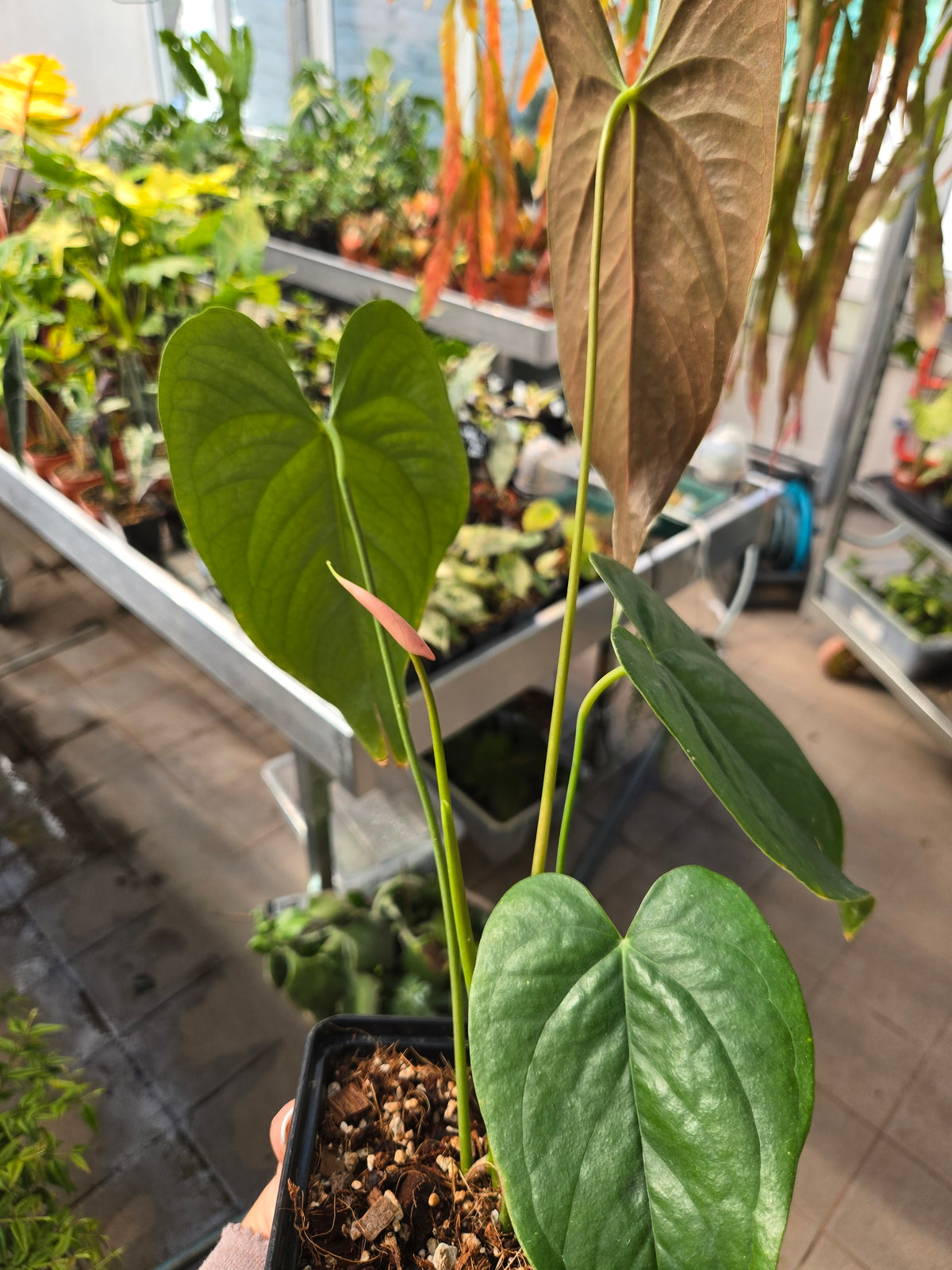 Anthurium Modeanum big