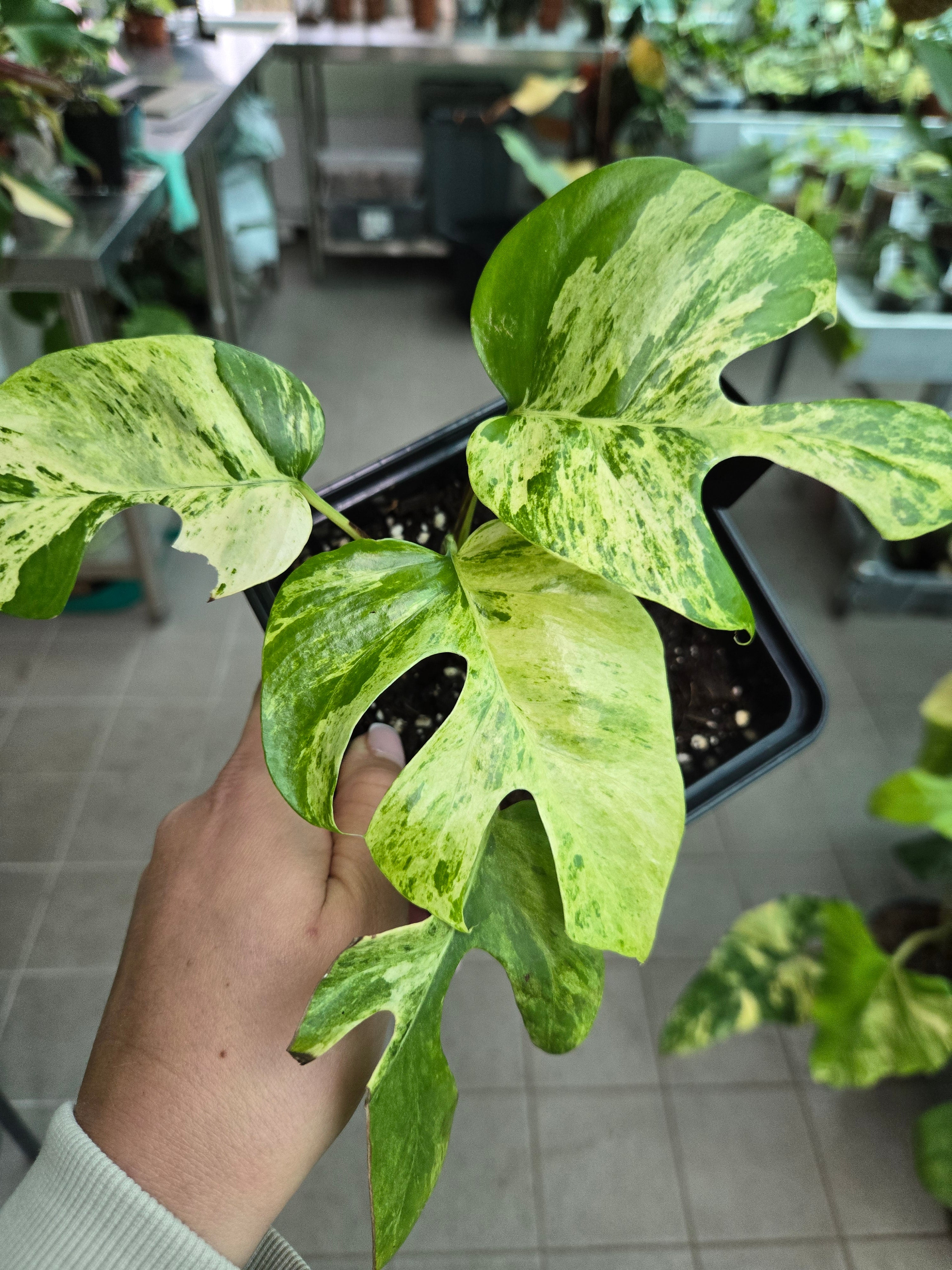 Rhaphidophora Testrasperma Migma Miracle