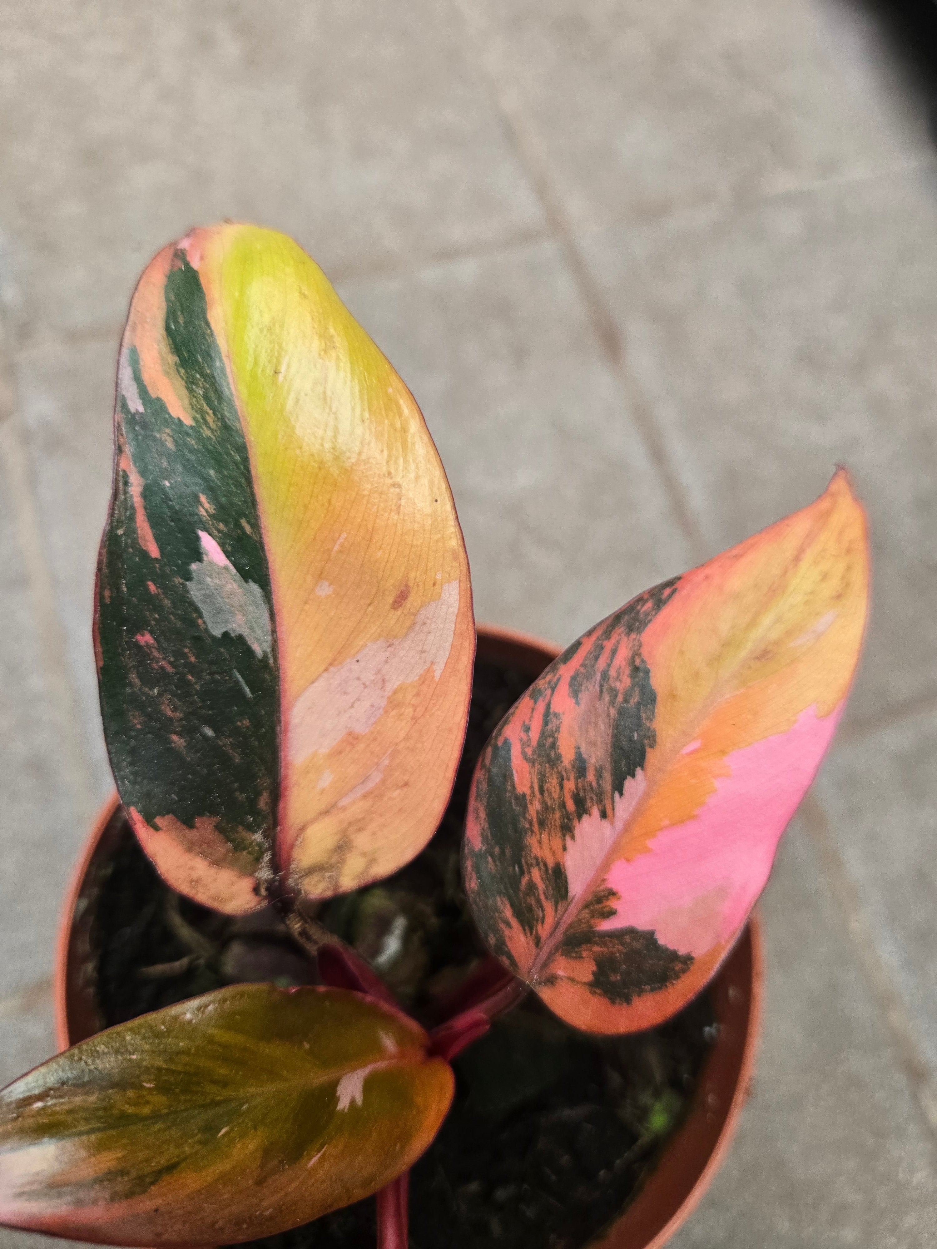 Philodendron Fire of Princess