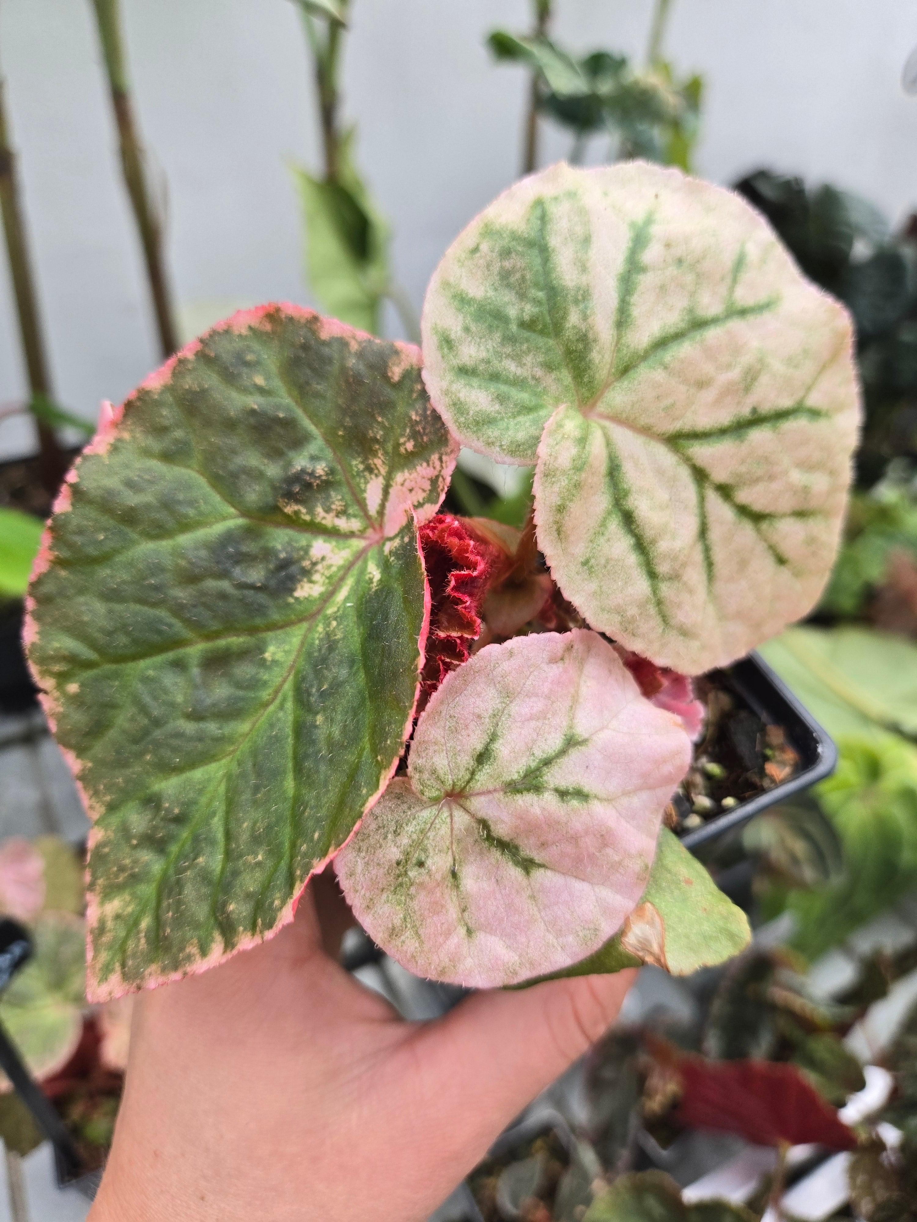 Begonia Midnight Sun Variegata
