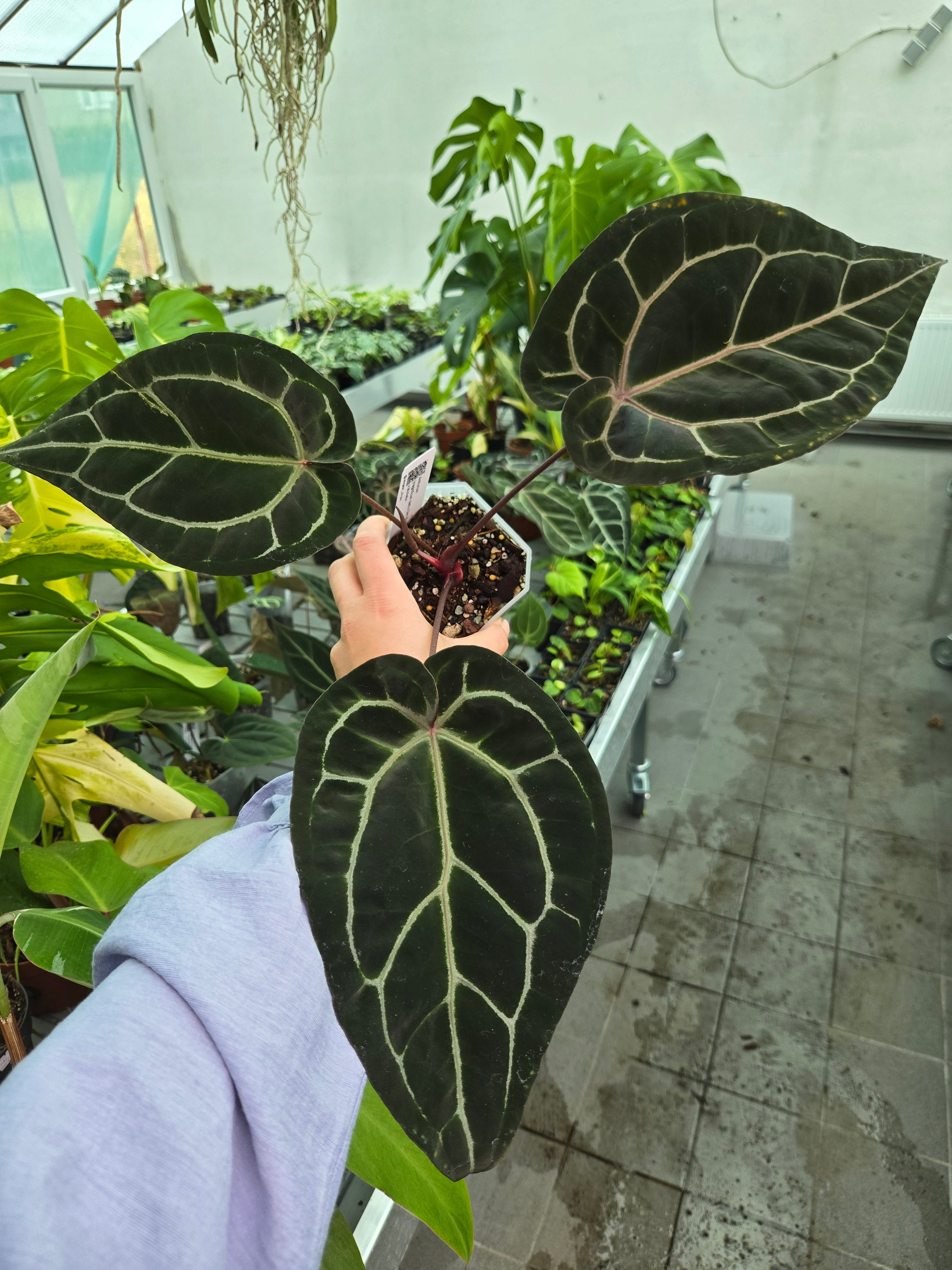 Anthurium Magnificum dark x Doc Block F2 x Michelle