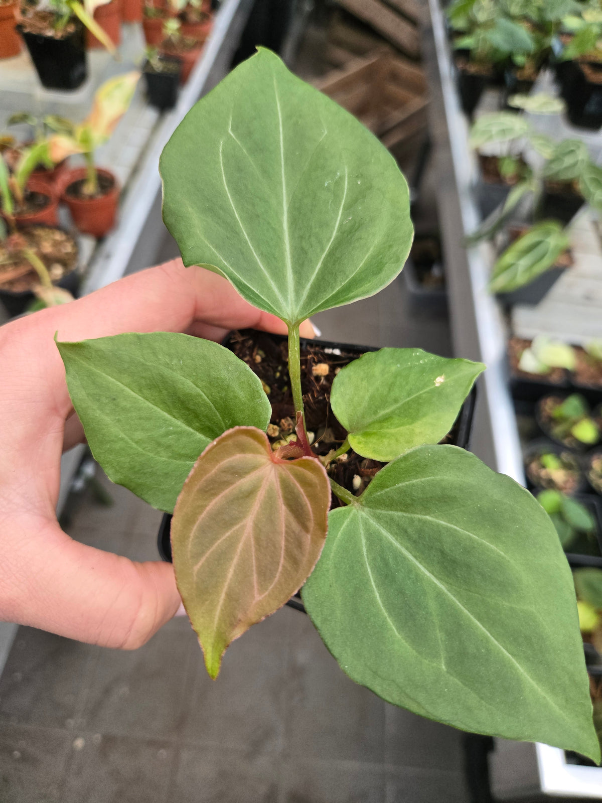 Anthurium King of Spades KOS HU