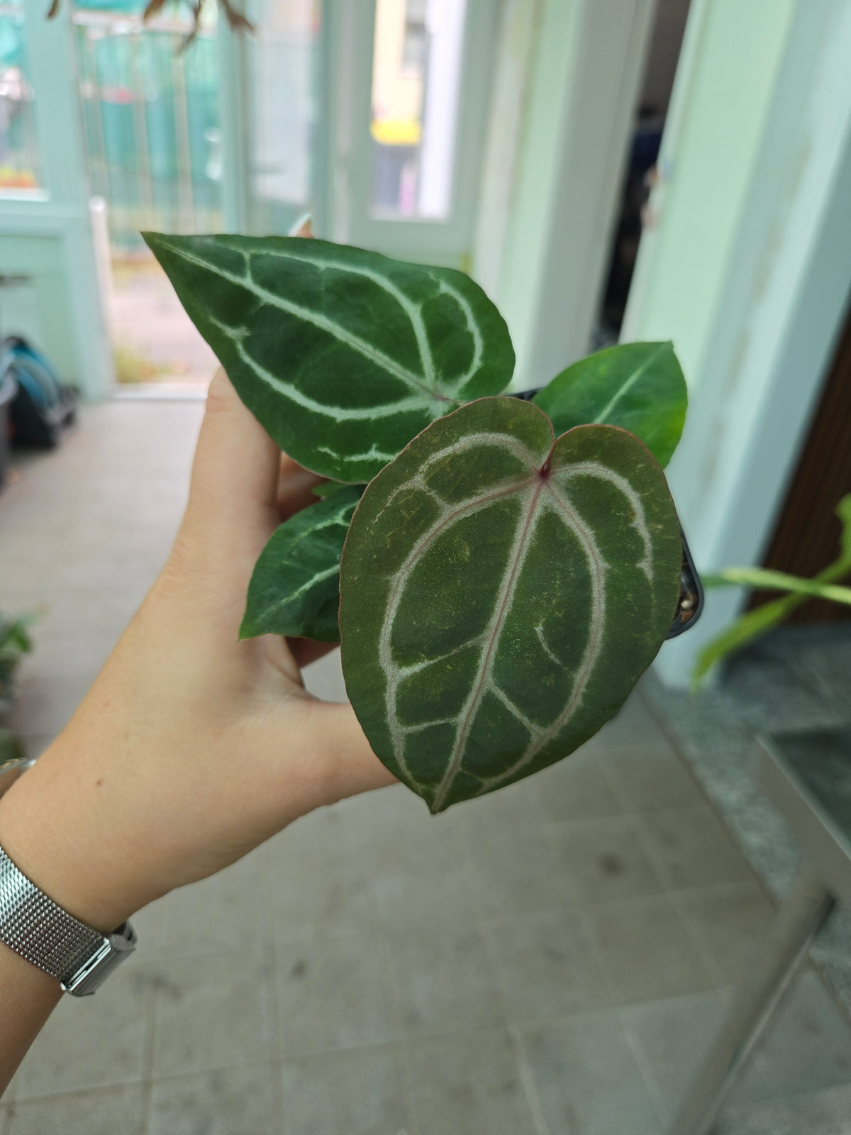 Anthurium Purple Crystallinum