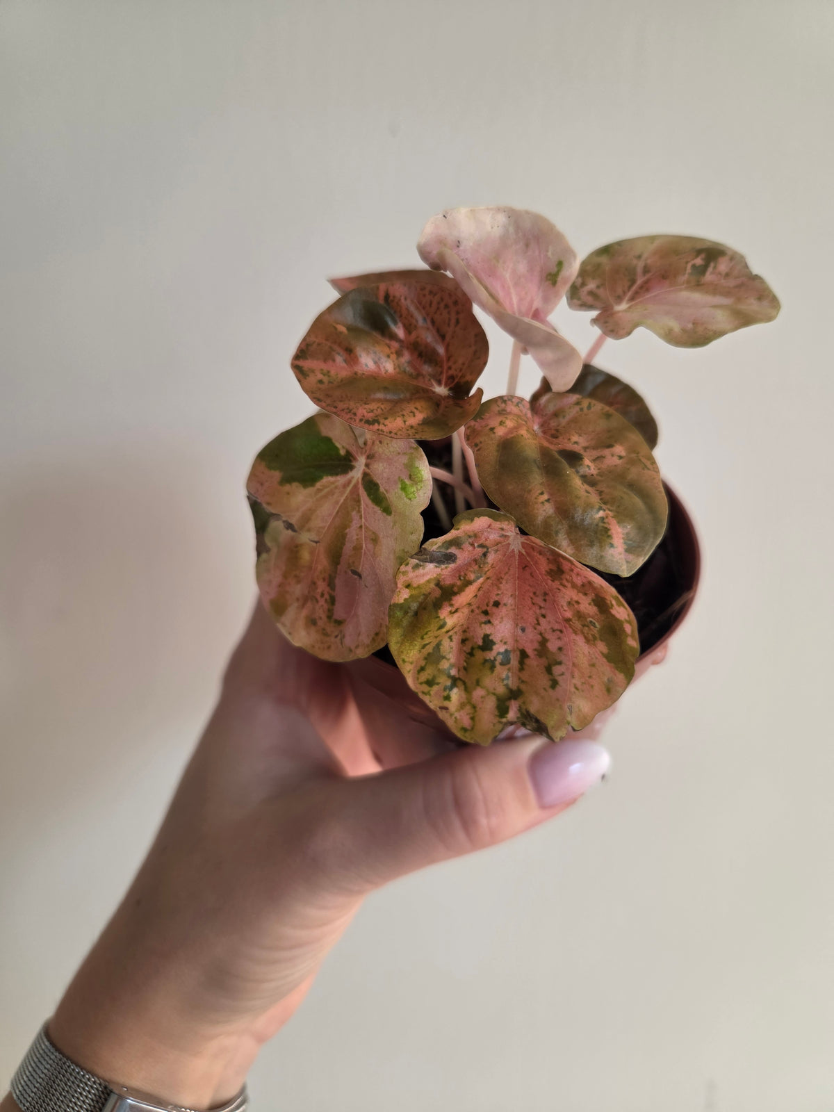 Peperomia yellow Flame