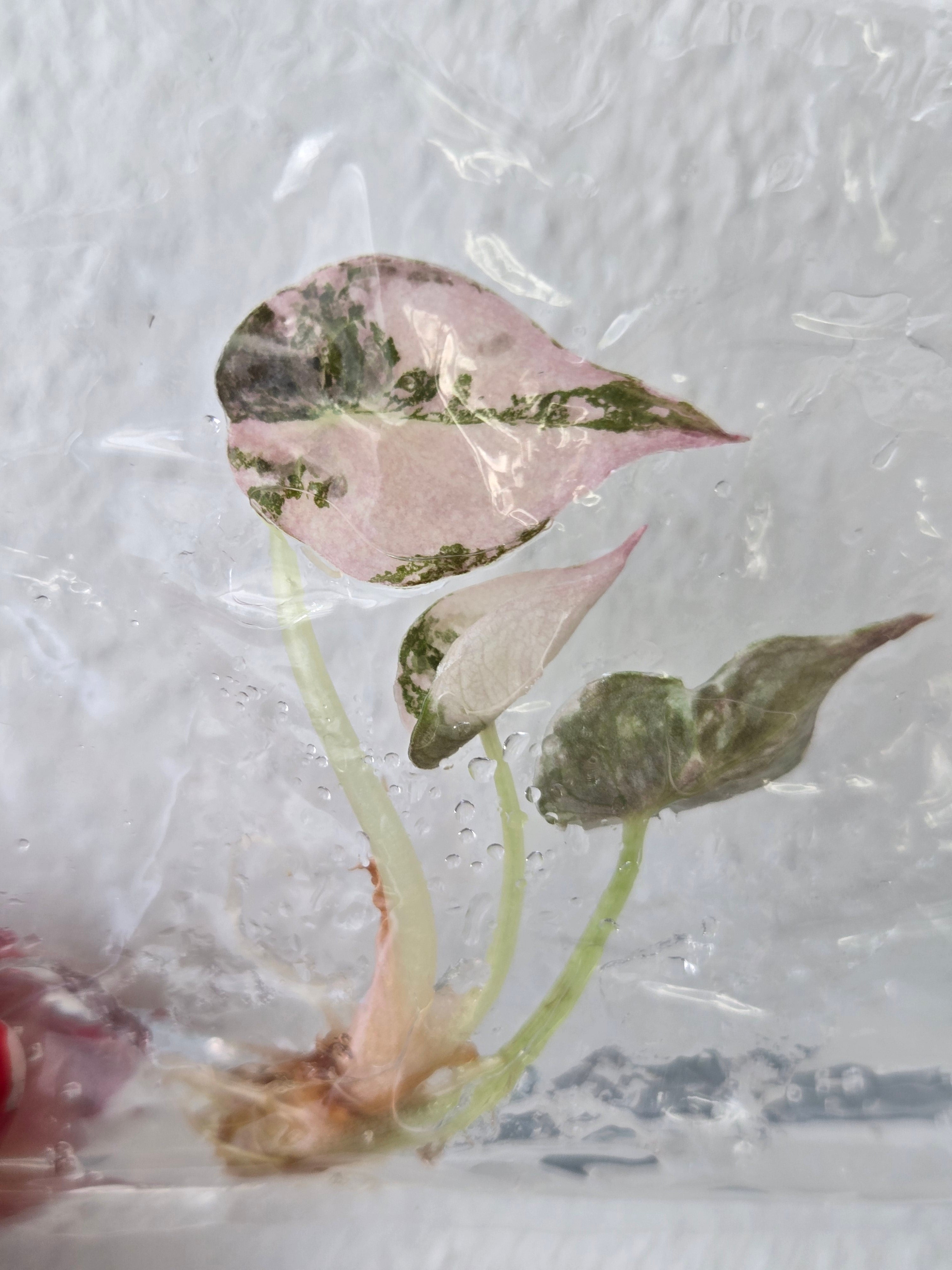 Alocasia Cuprea Pink Variegata - TC- Tissue Culture