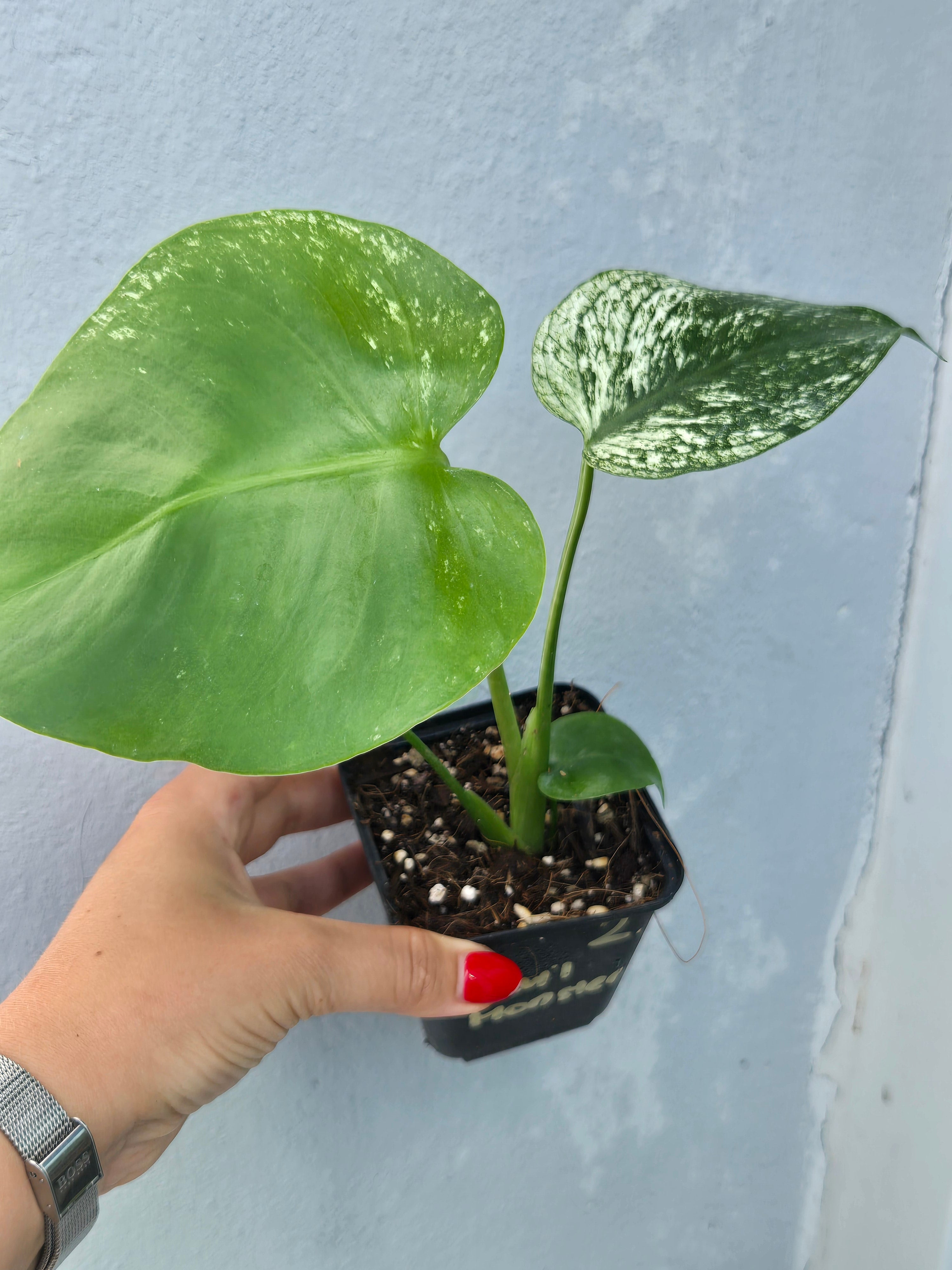 Monstera Devil Monster
