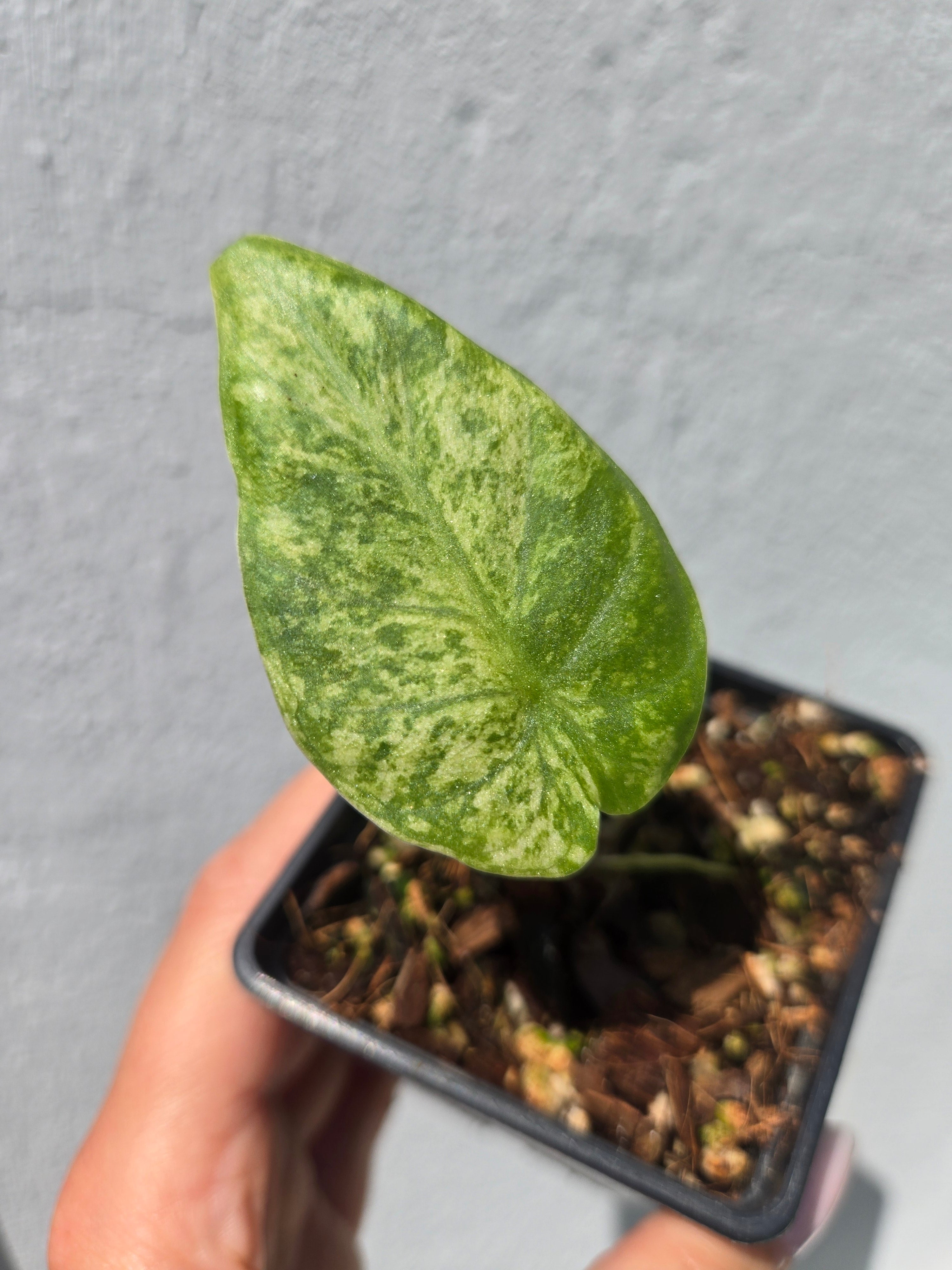 Alocasia Regale Shield Aurea (aus Rizom)