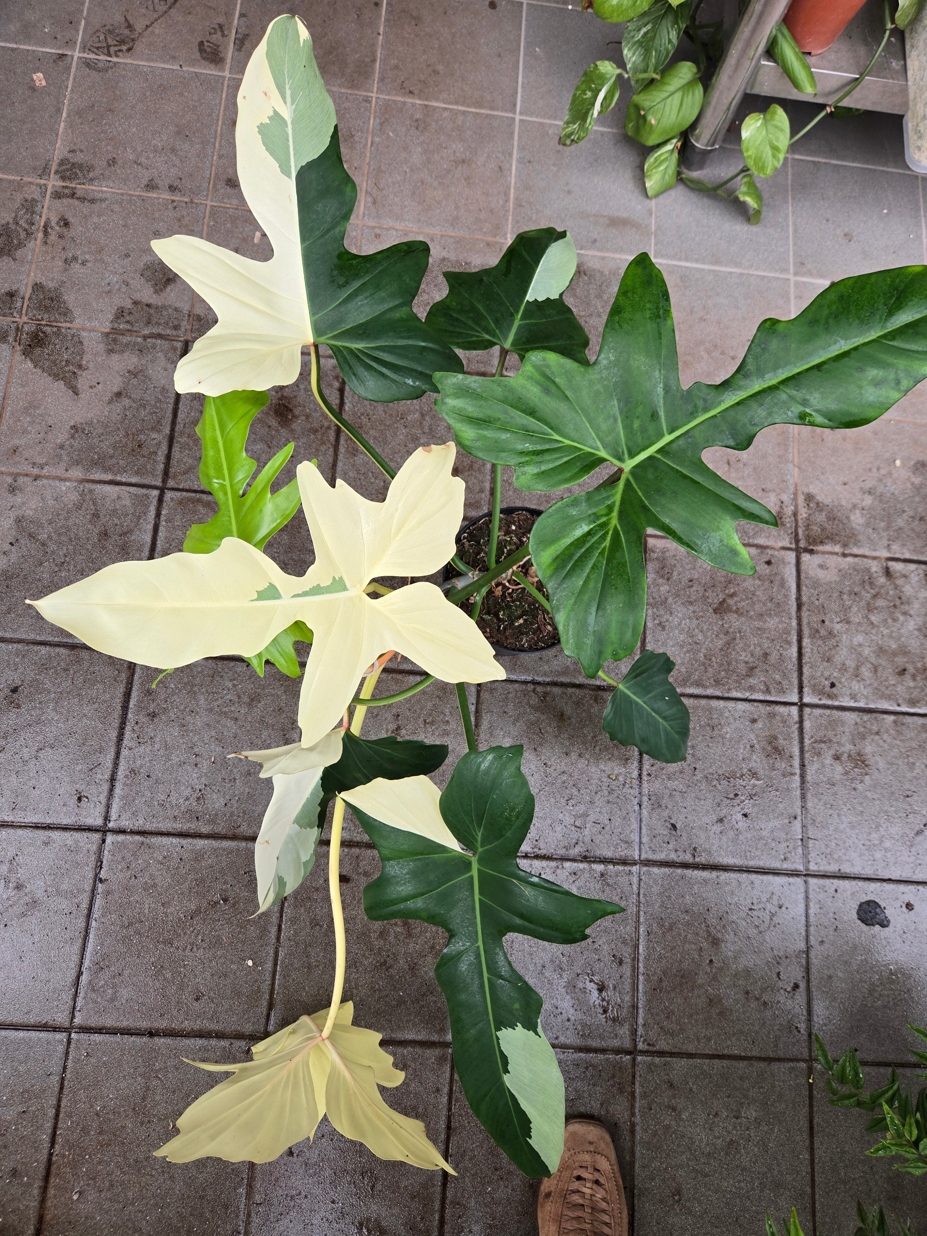 Philodendron Golden Dragon Albo Cuttings