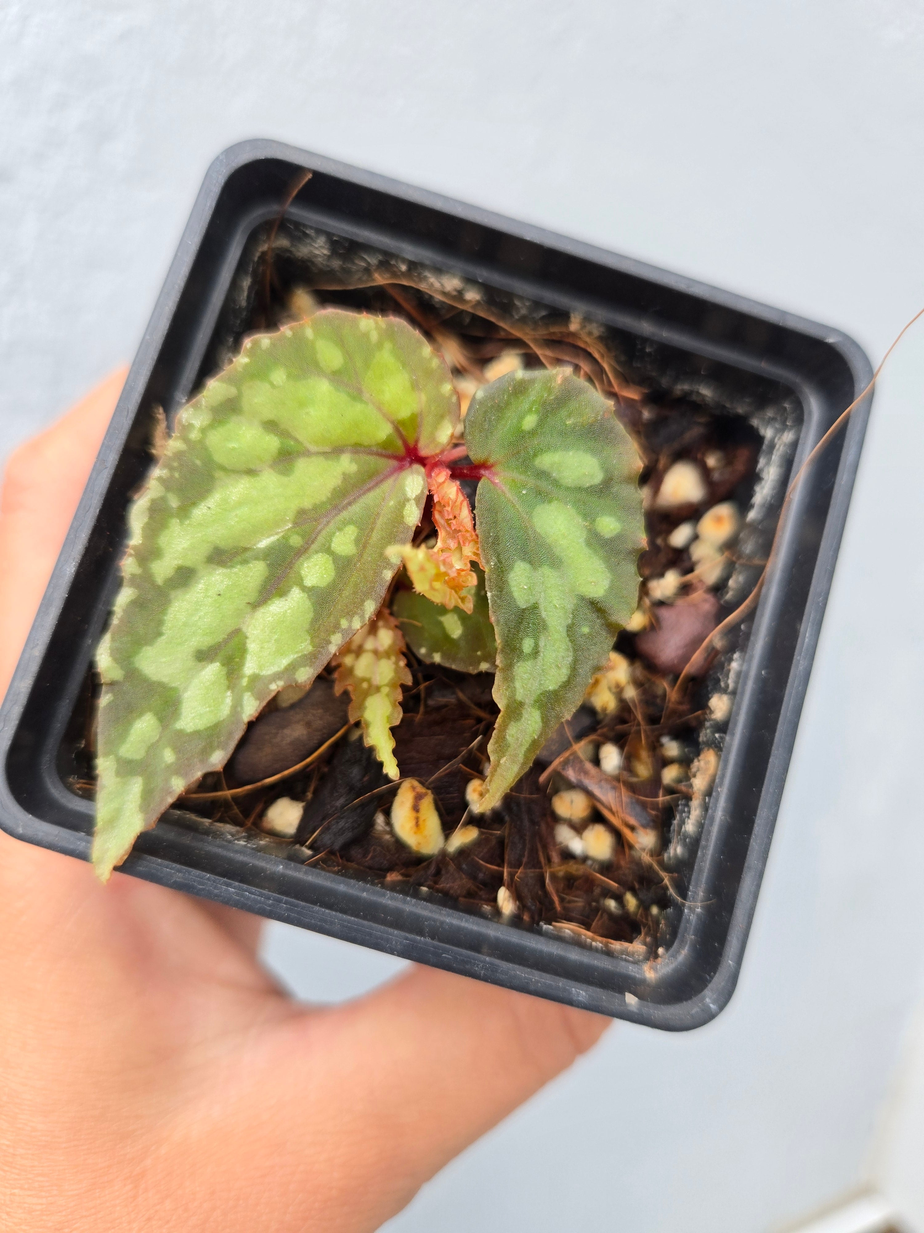 Begonia Lucifer
