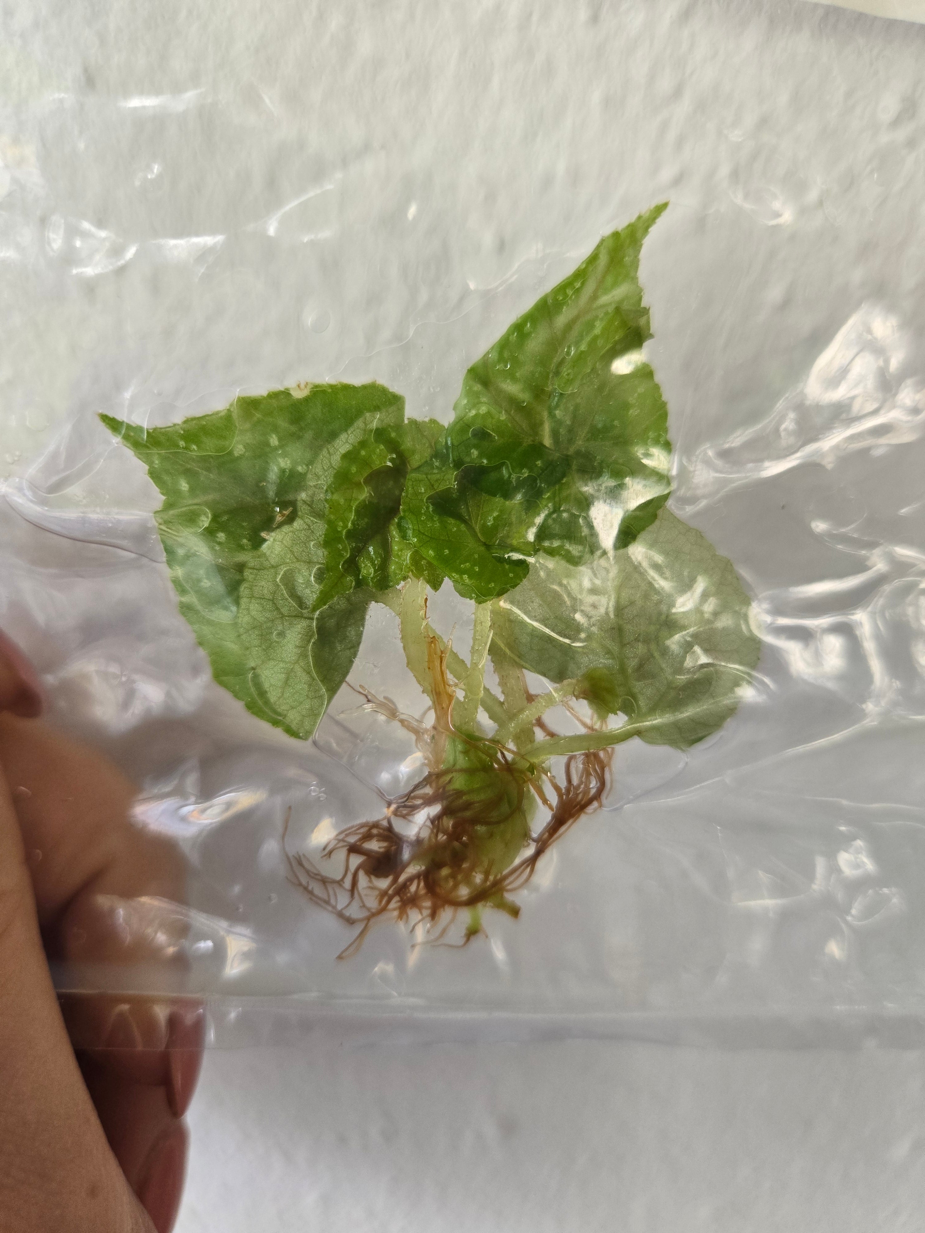 Begonia Brook Crystal - TC