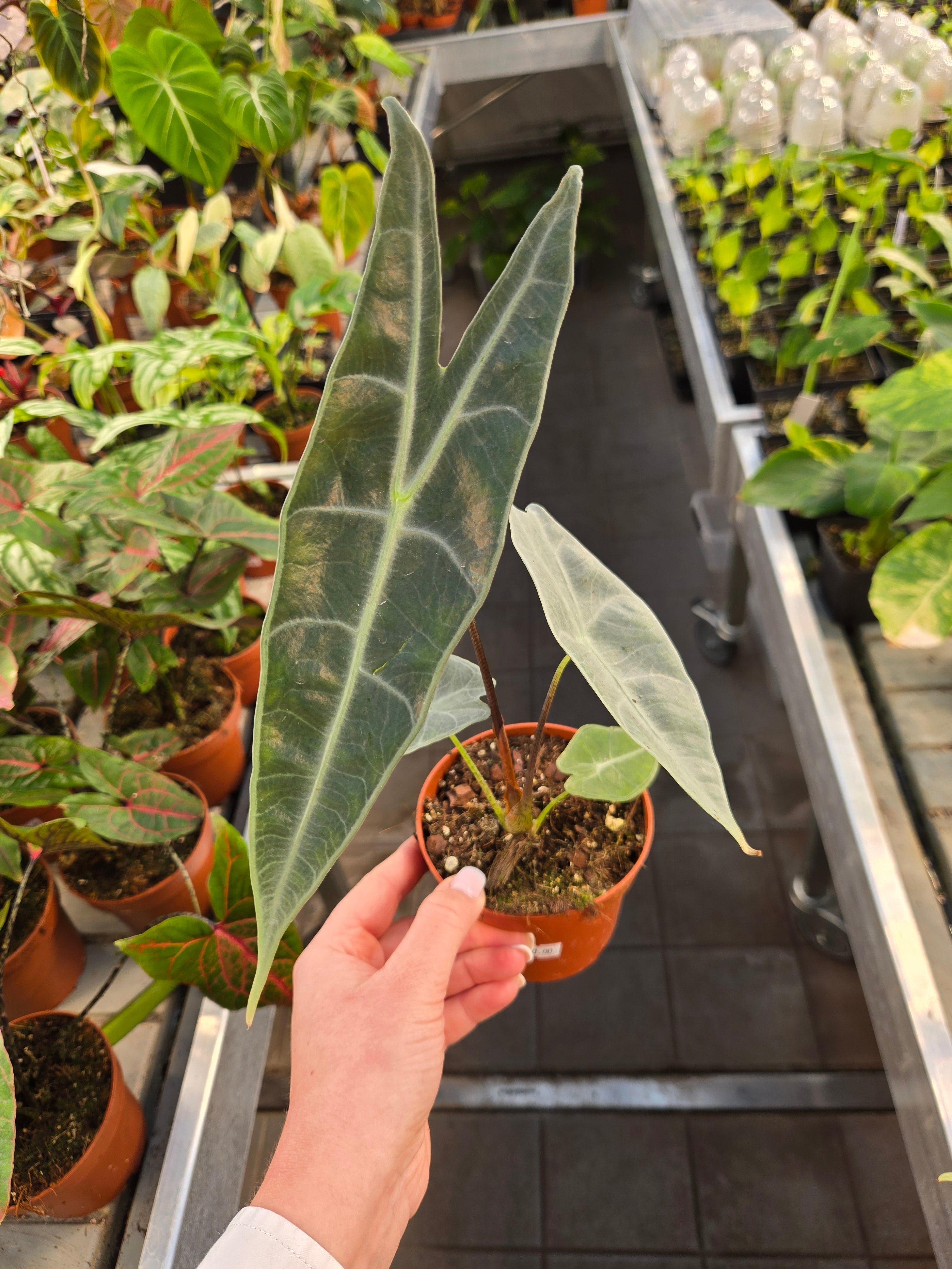 Alocasia Longiloba Silver