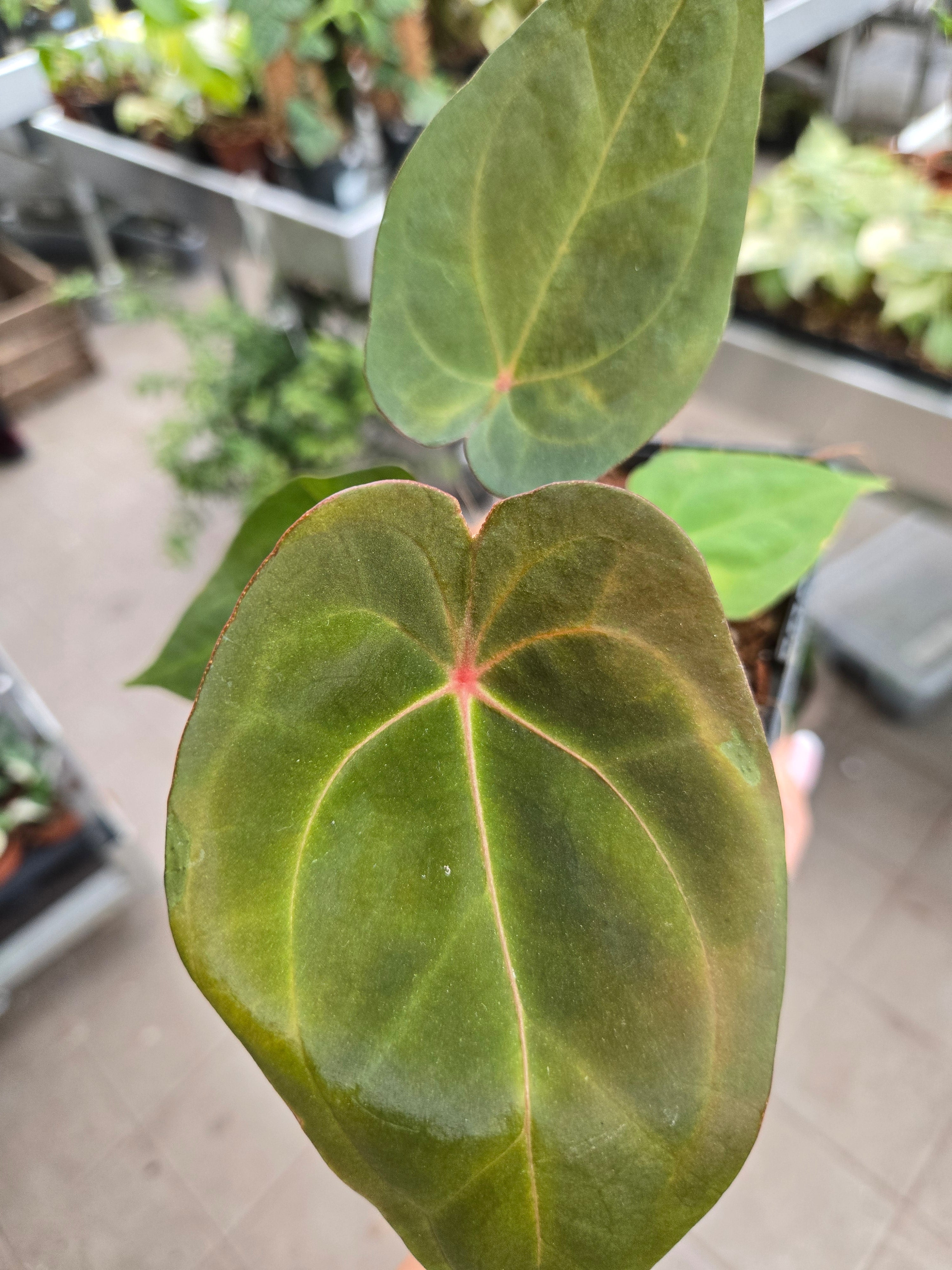 Anthurium Red Spider