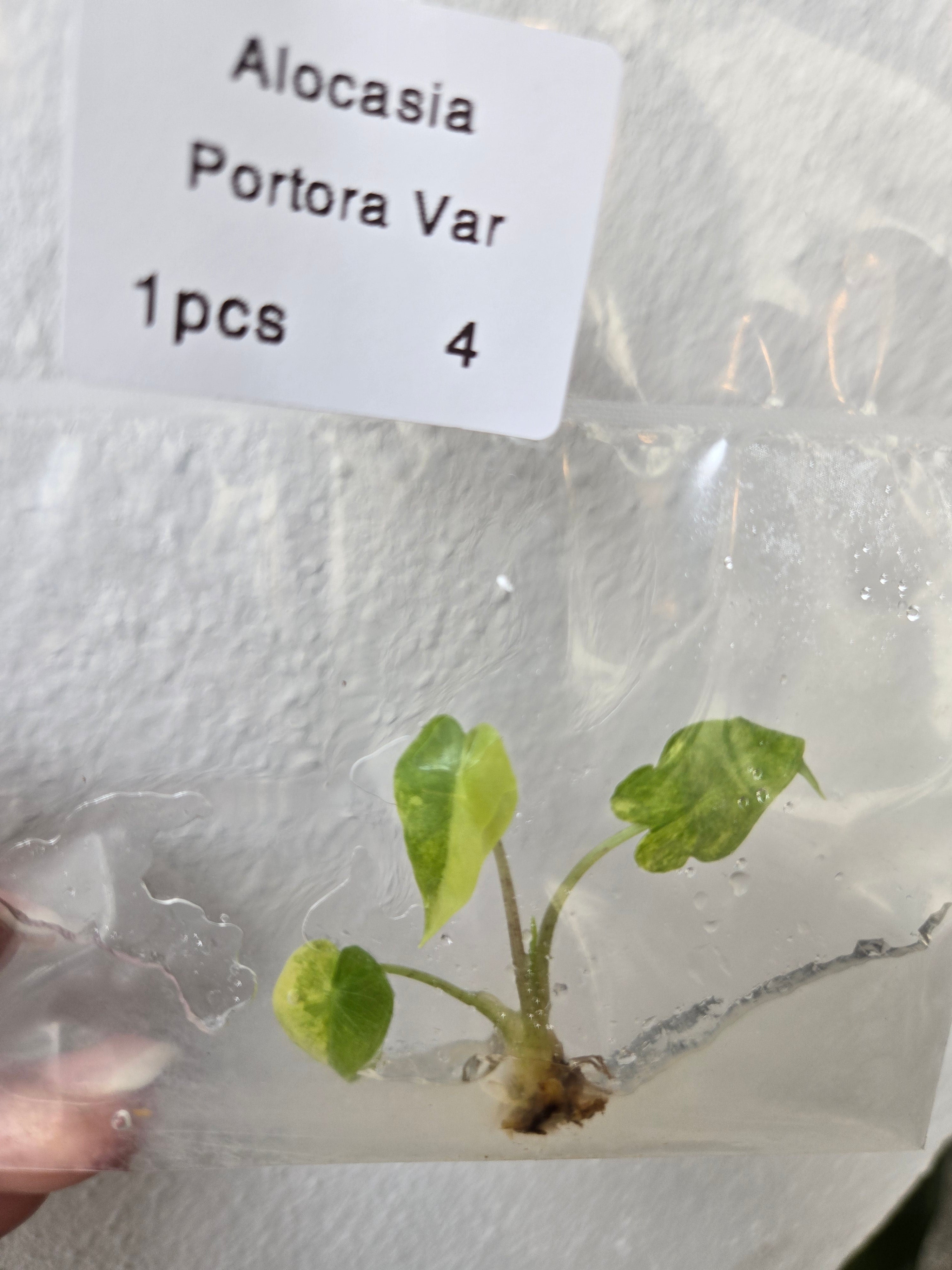 Alocasia Portora Variegata -TC- Tissue Culture