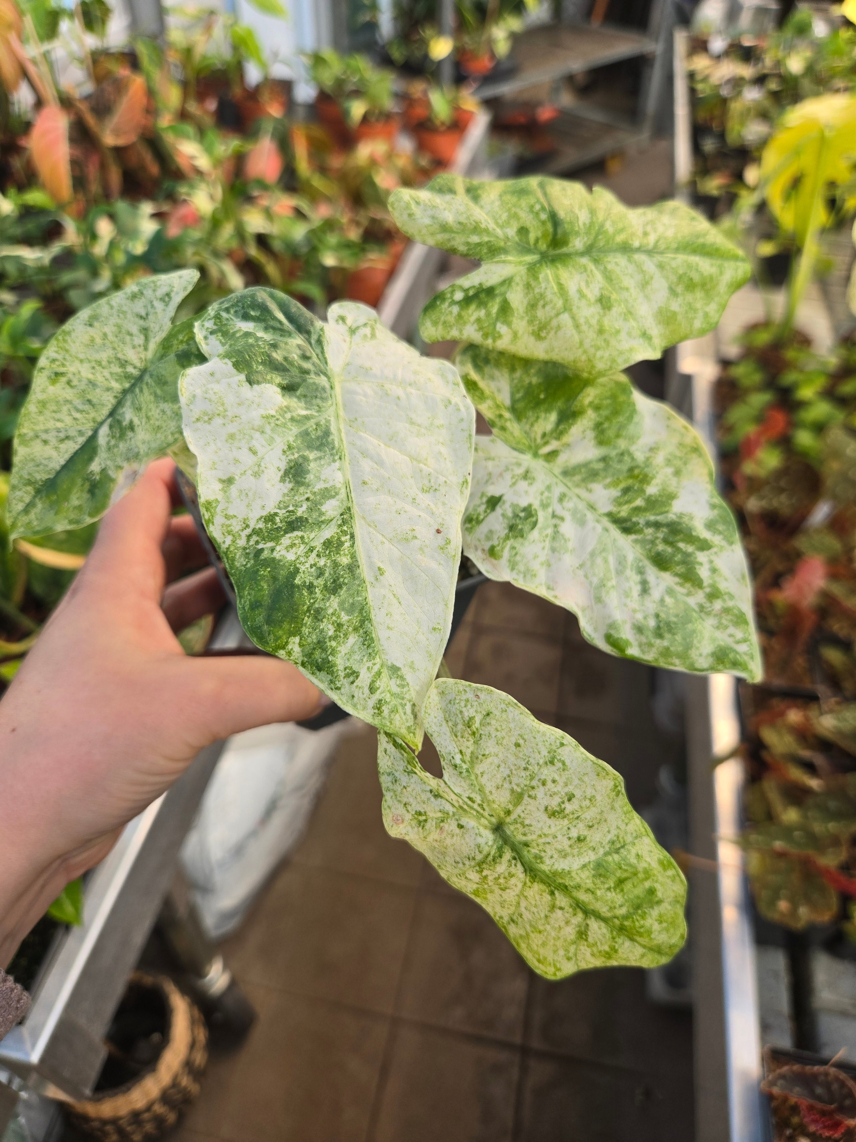 Alocasia Odora Bartic