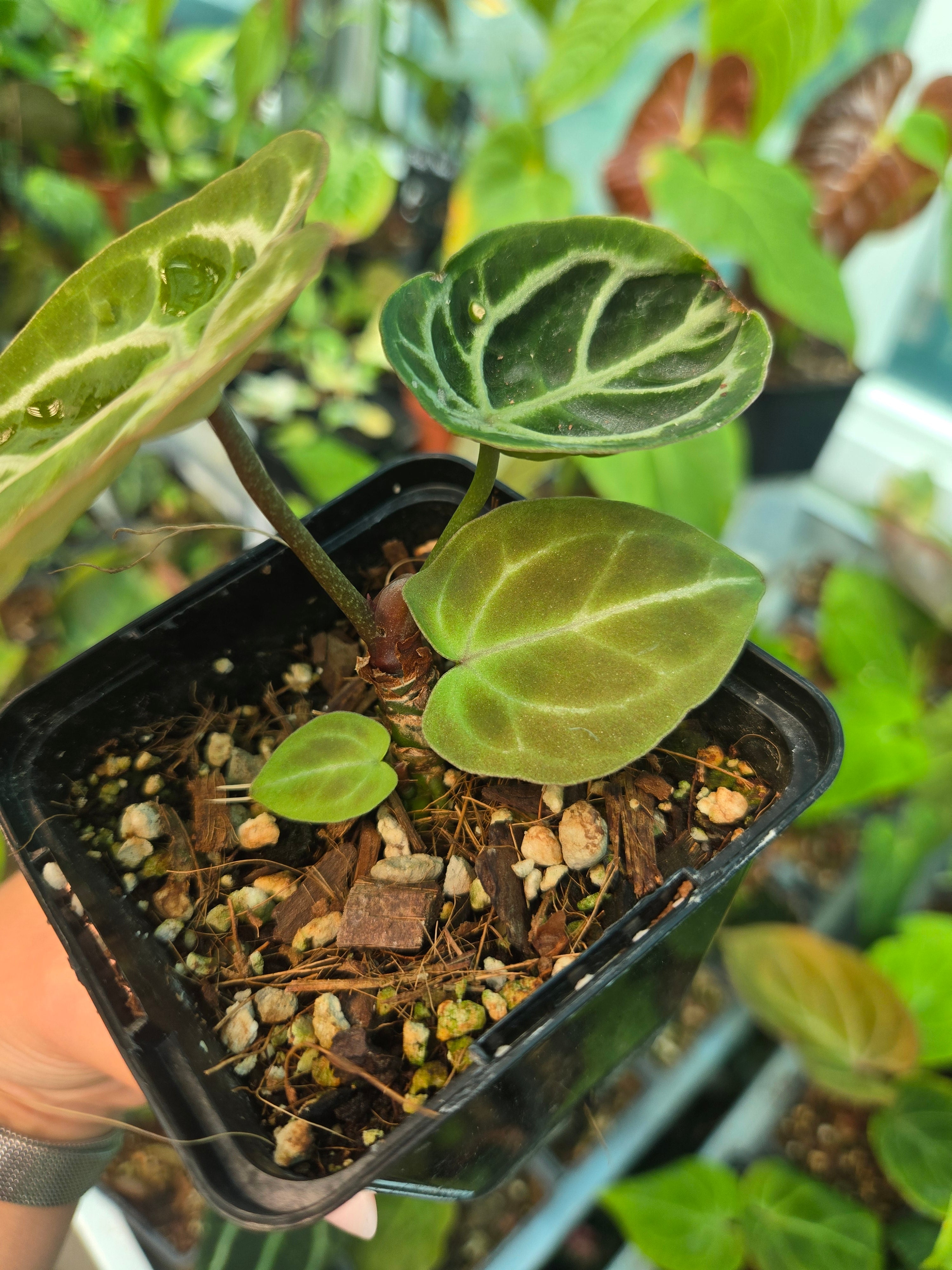 Anthurium Thunderbold x Red Crystallinum-Sadplant