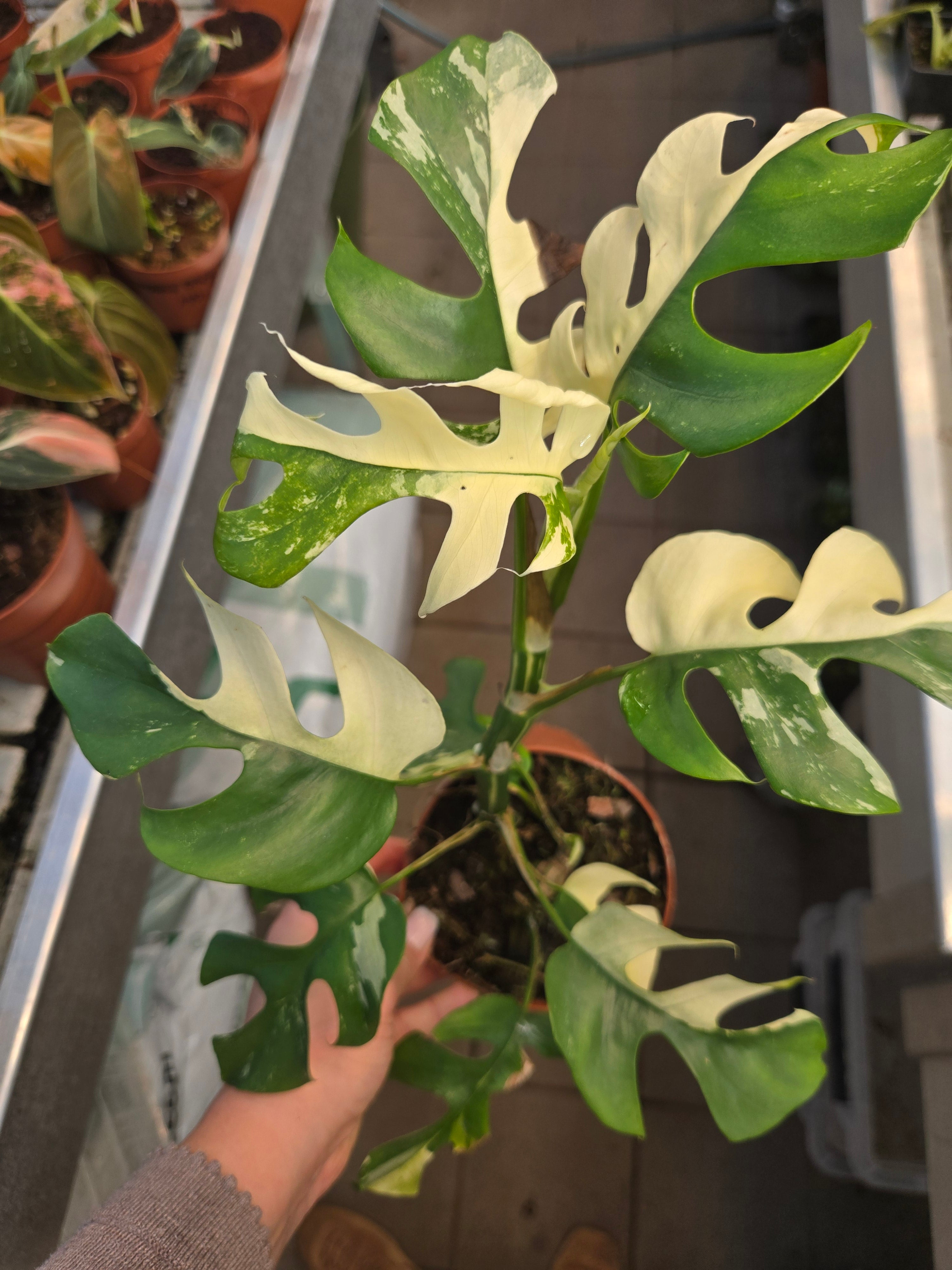 Rhaphidophora tetrasperma Albo big