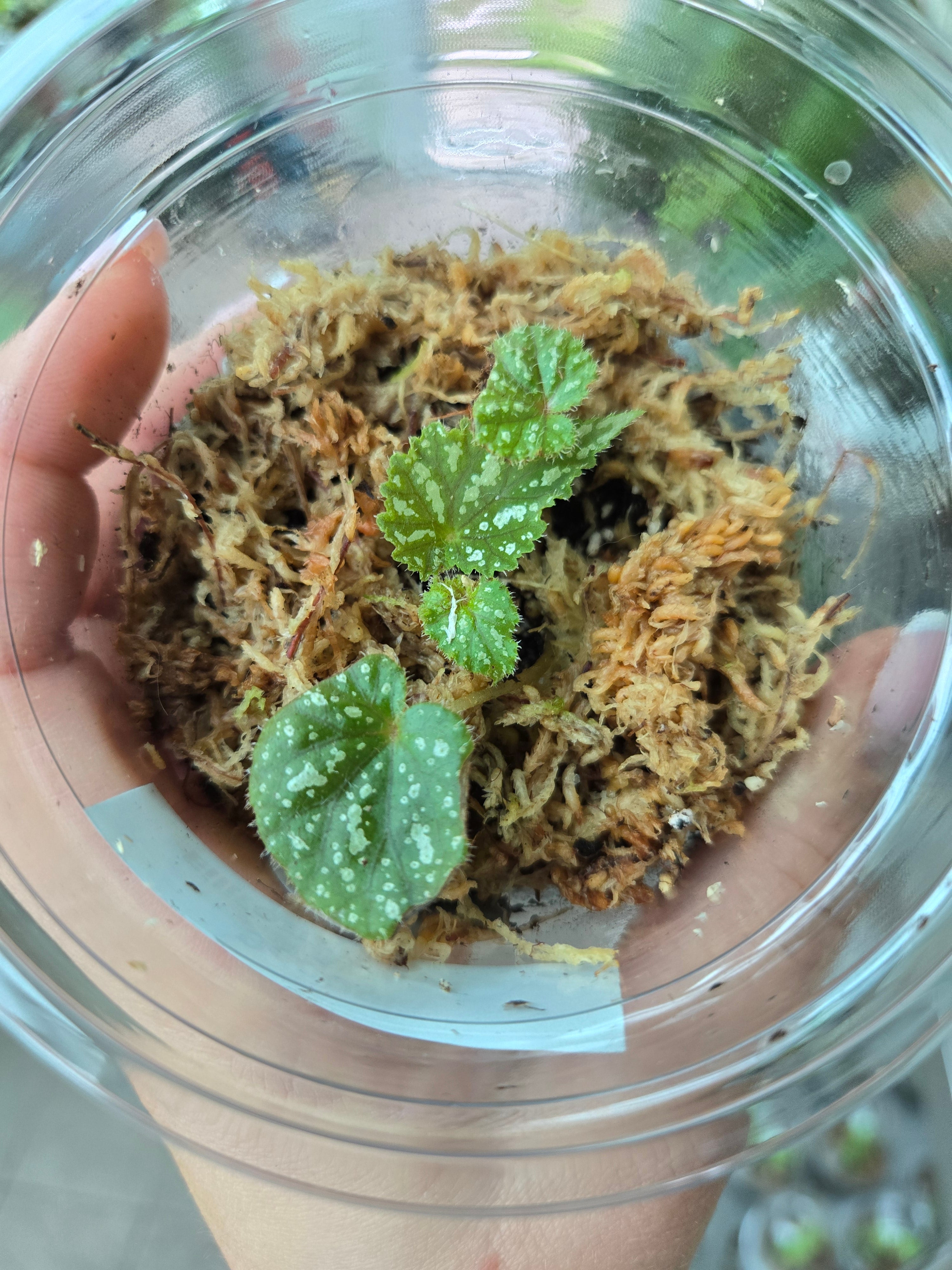 Begonia filiformis irmsch.