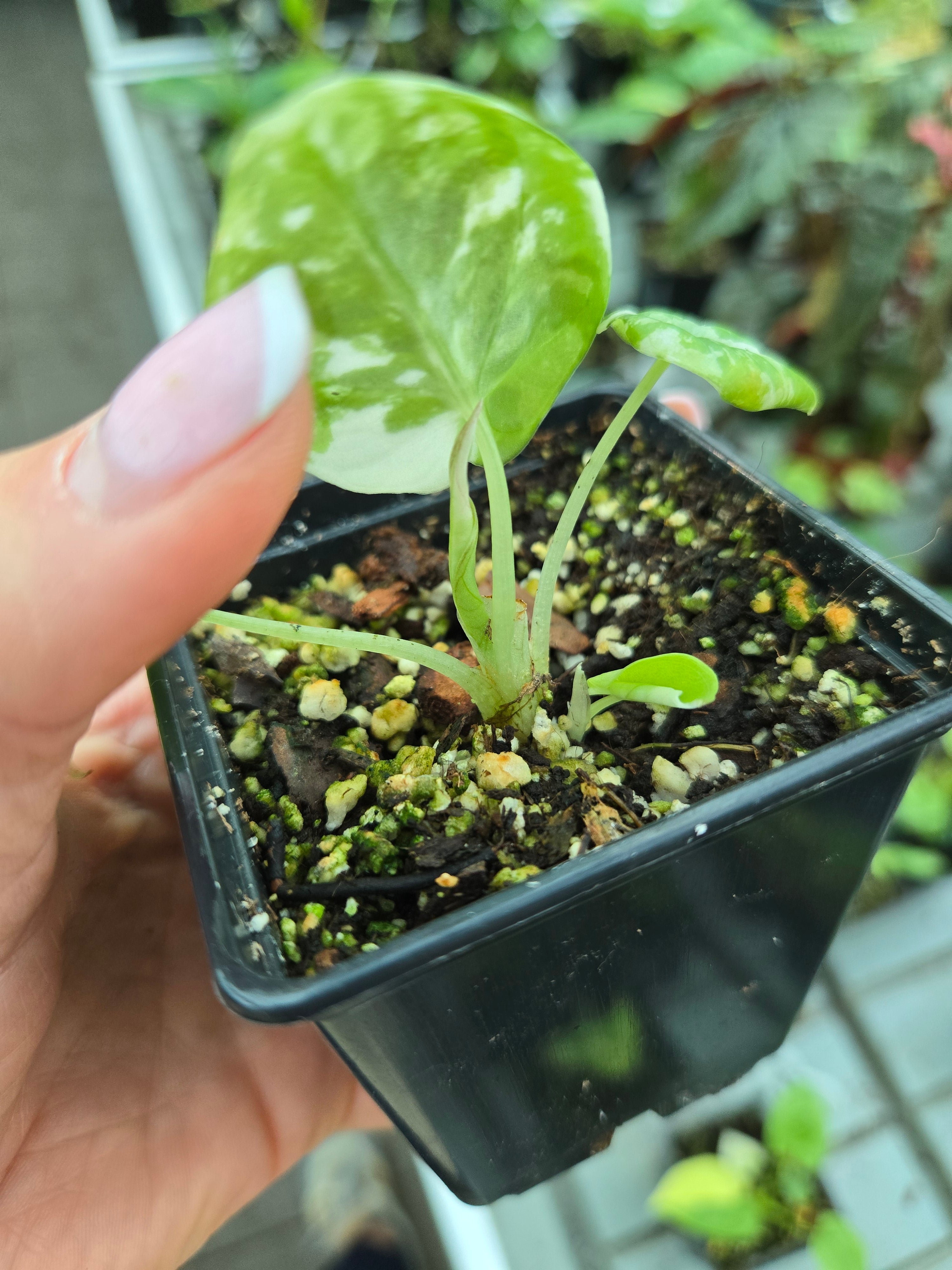 Alocasia Maharani Albo