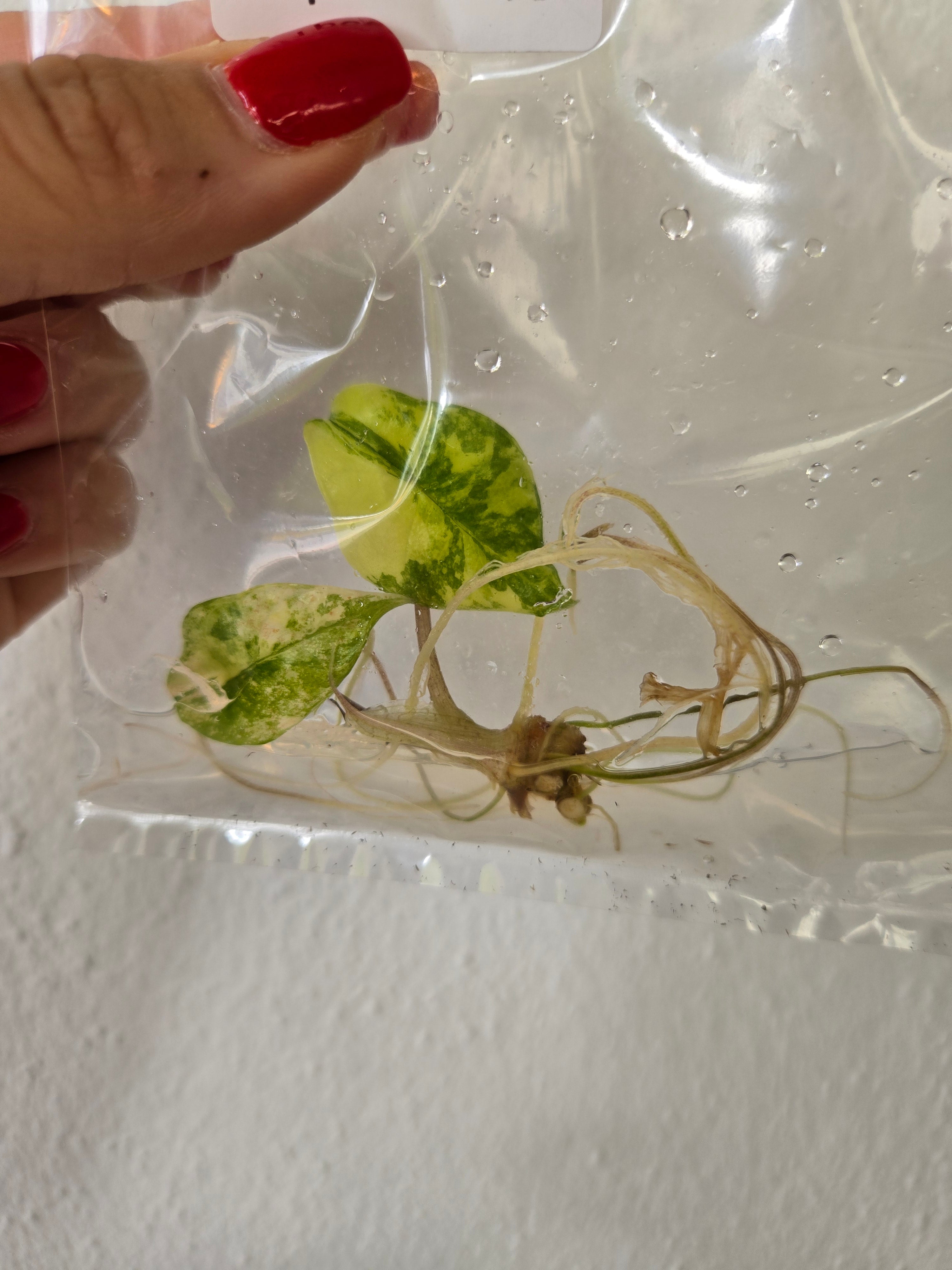 Alocasia Scalprum Aurea - TC -