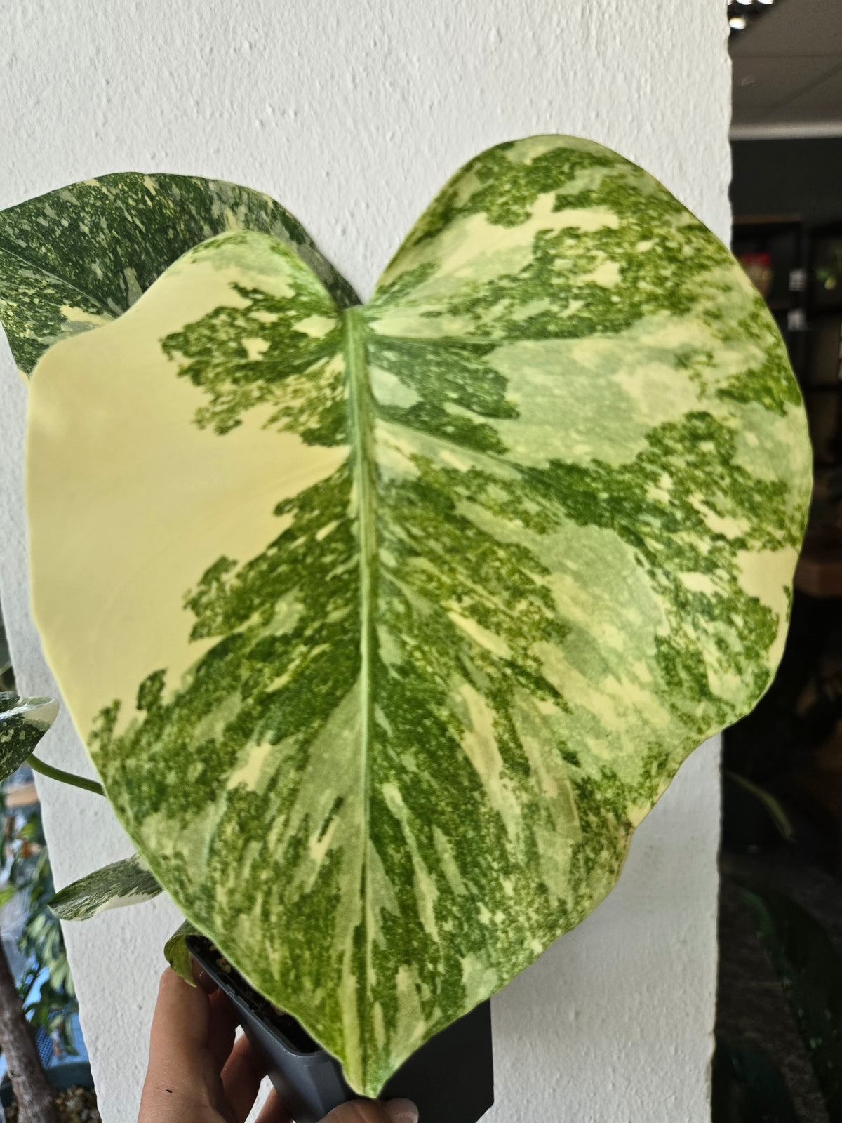 Monstera Cream Cheese