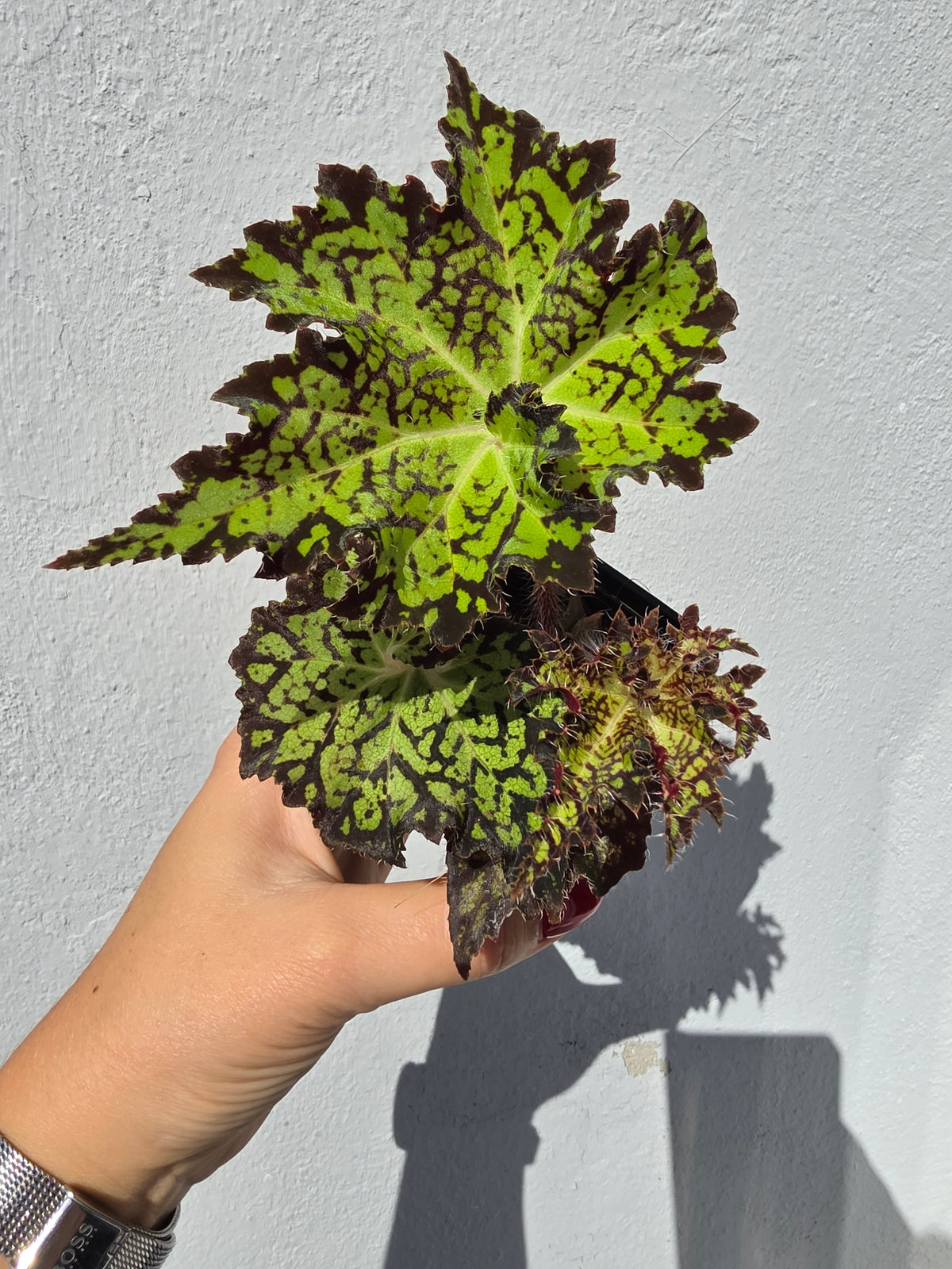 Begonia Pseudoedulis