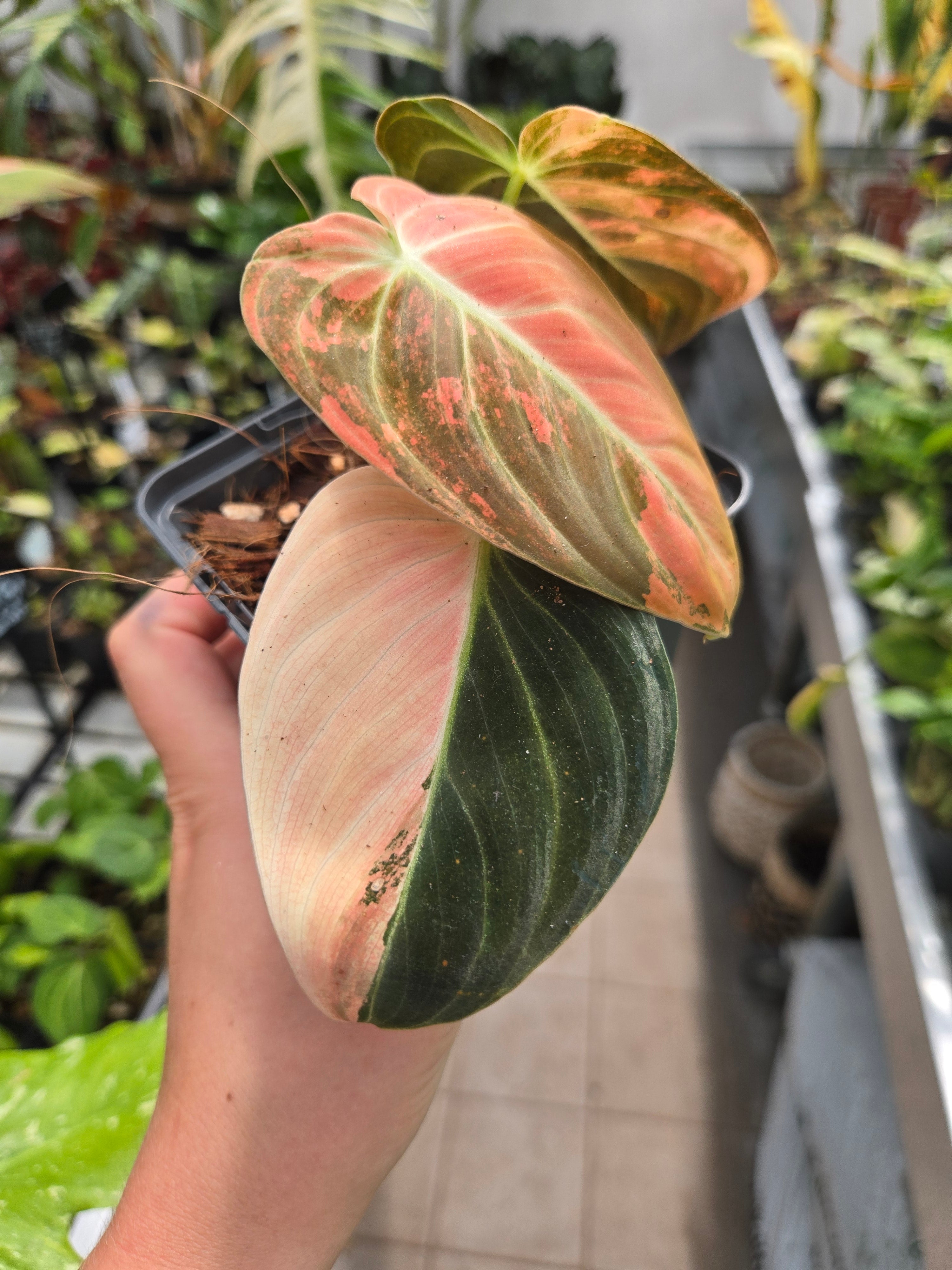 Philodendron Melanchyrsum Orange Pink (Bonfire)
