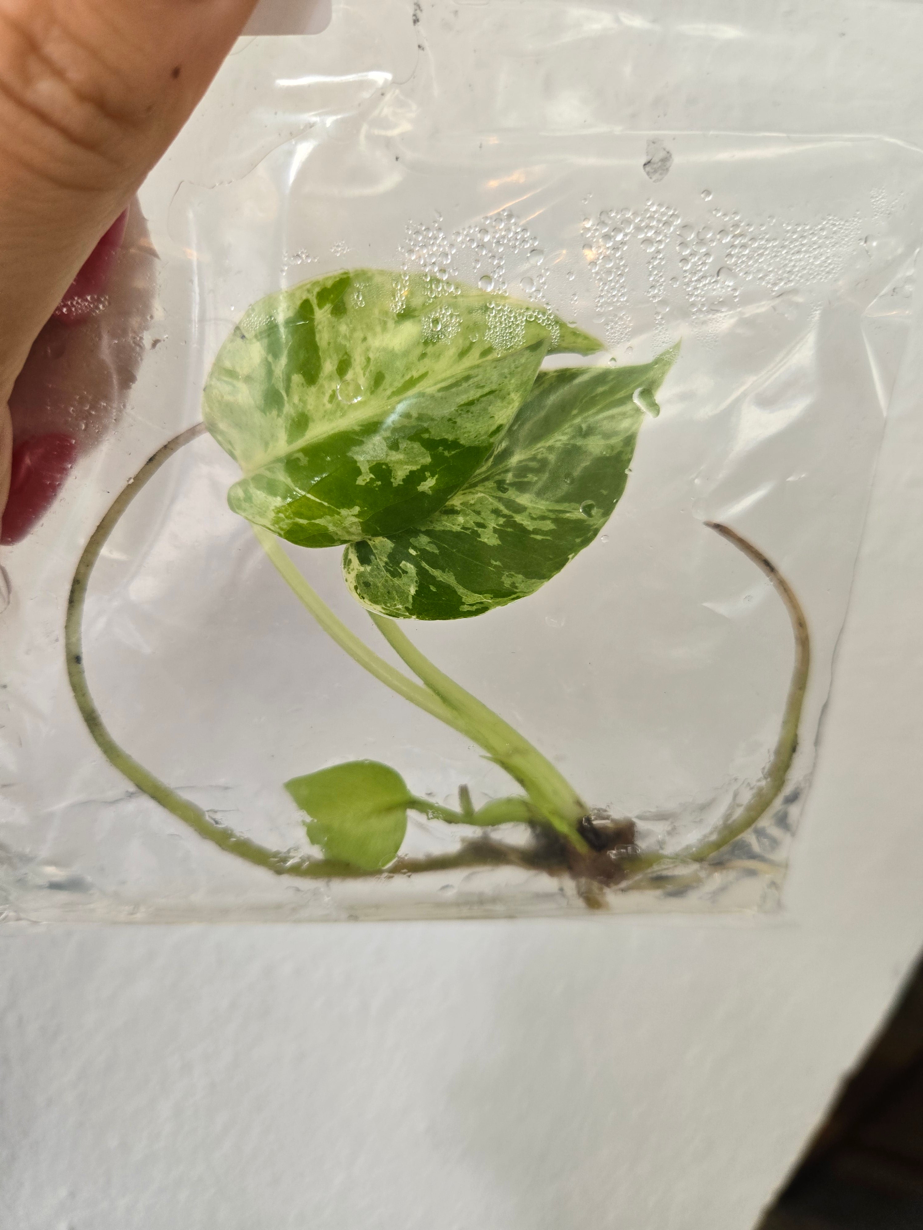 Monstera Bulbasaur - TC - Tissue Culture