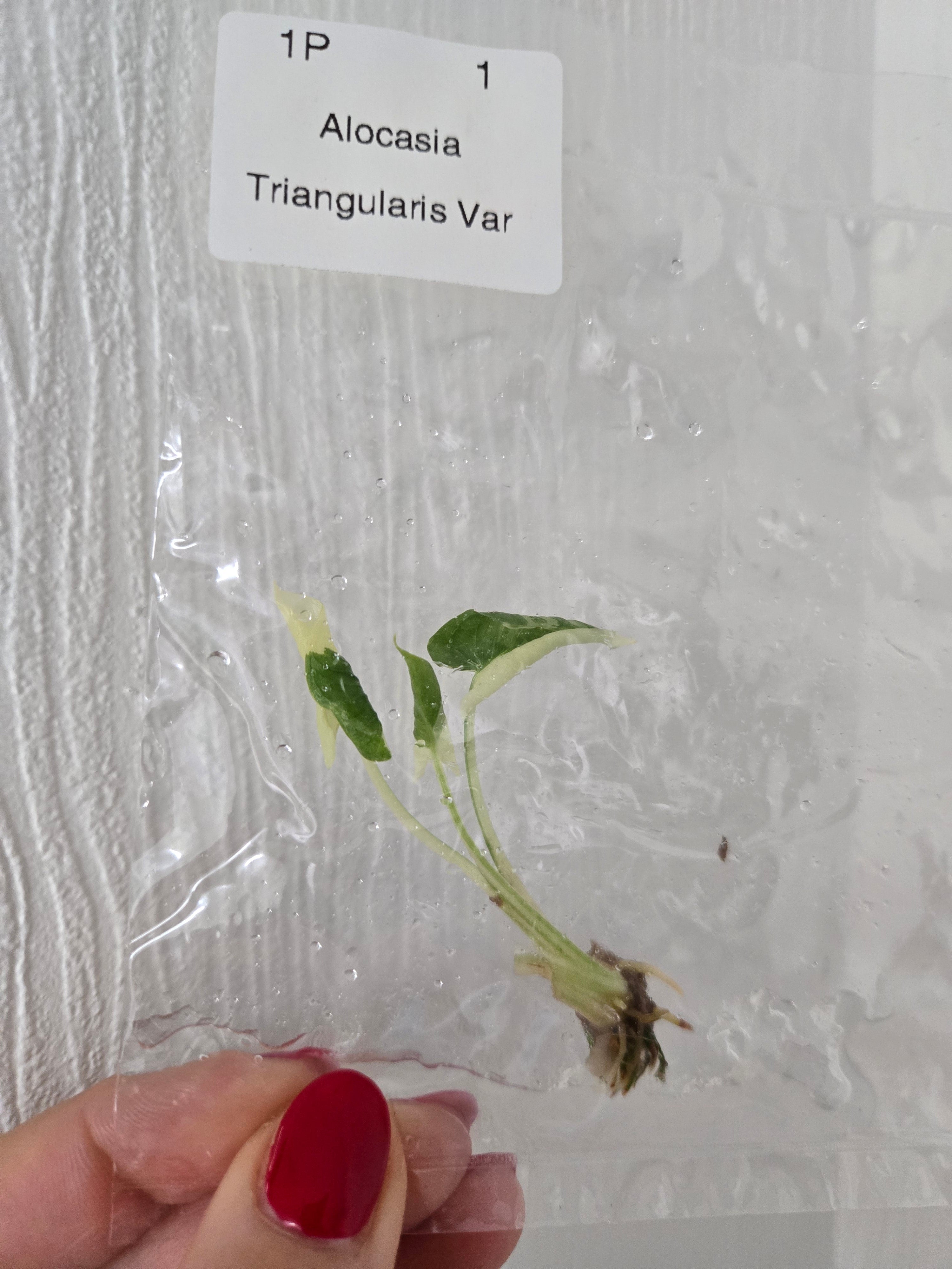 Alocasia Triangularis Albo - TC - Tissue Culture