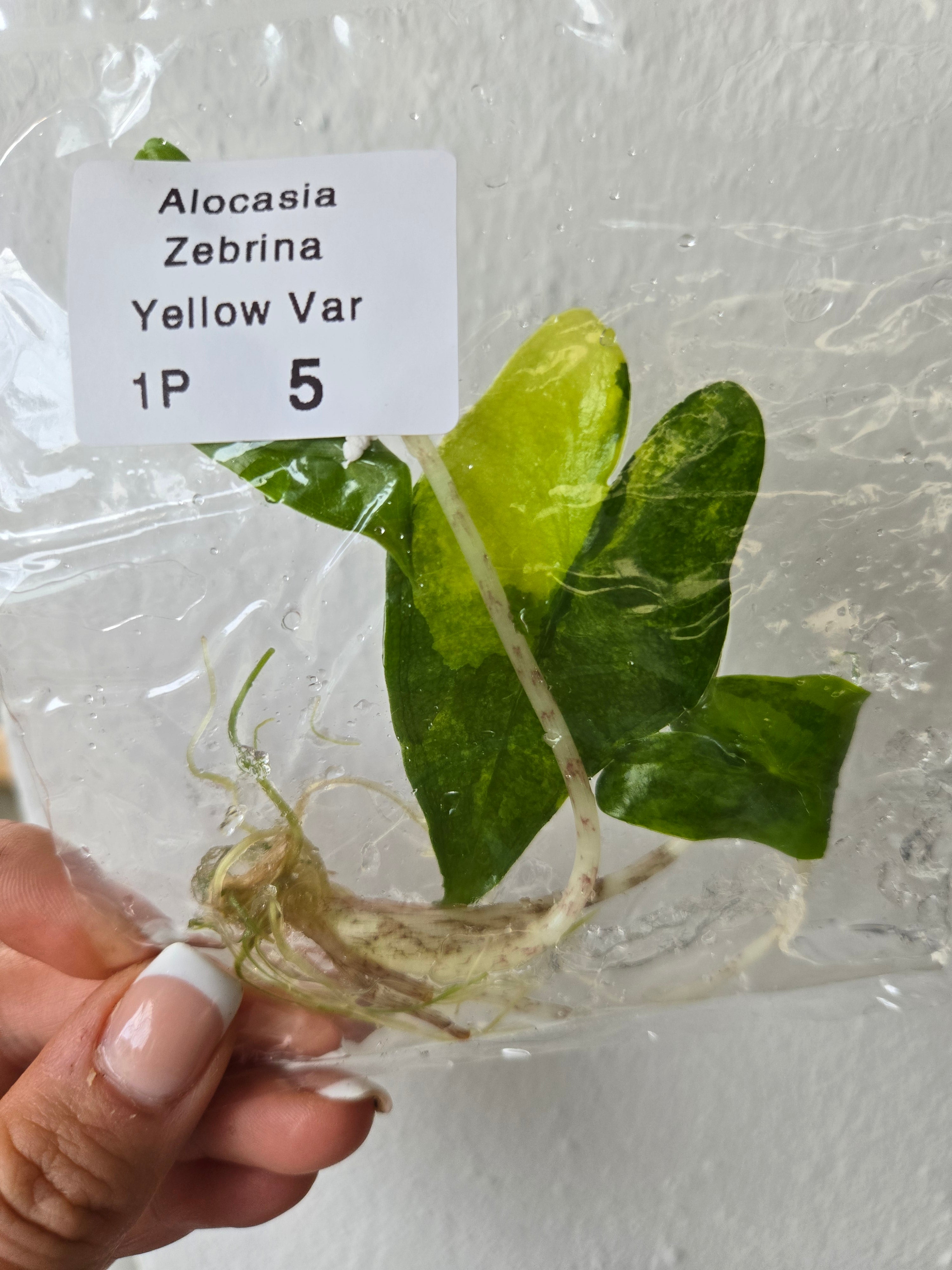 Alocasia Zebrina Aurea