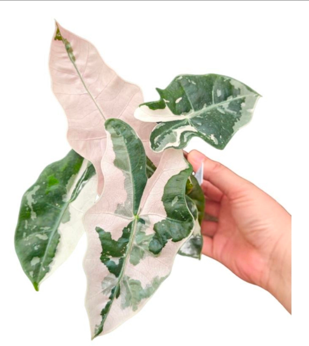 Alocasia pseudo Sanderiana Pink Variegata