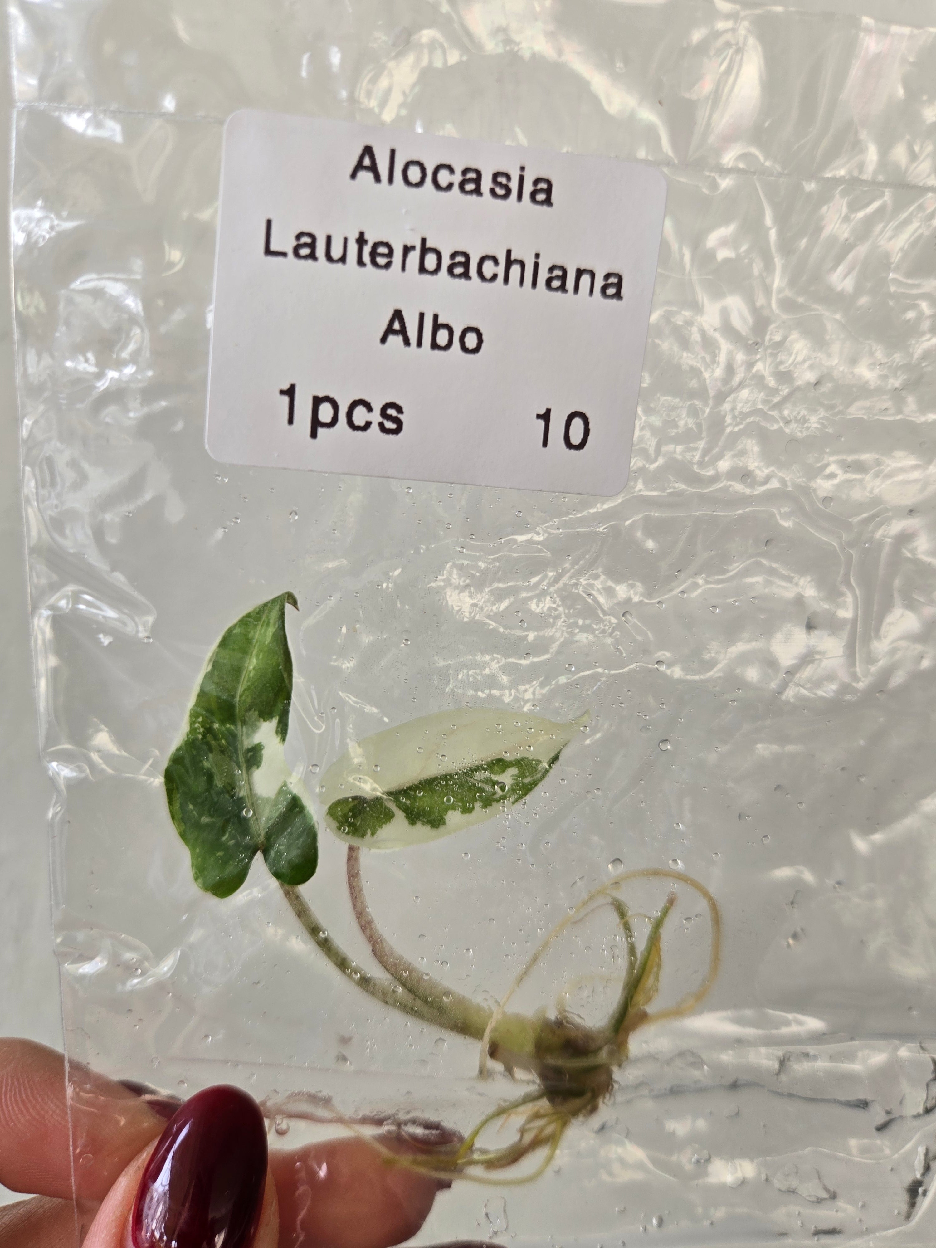 Alocasia Lauterbachiana Albo -TC