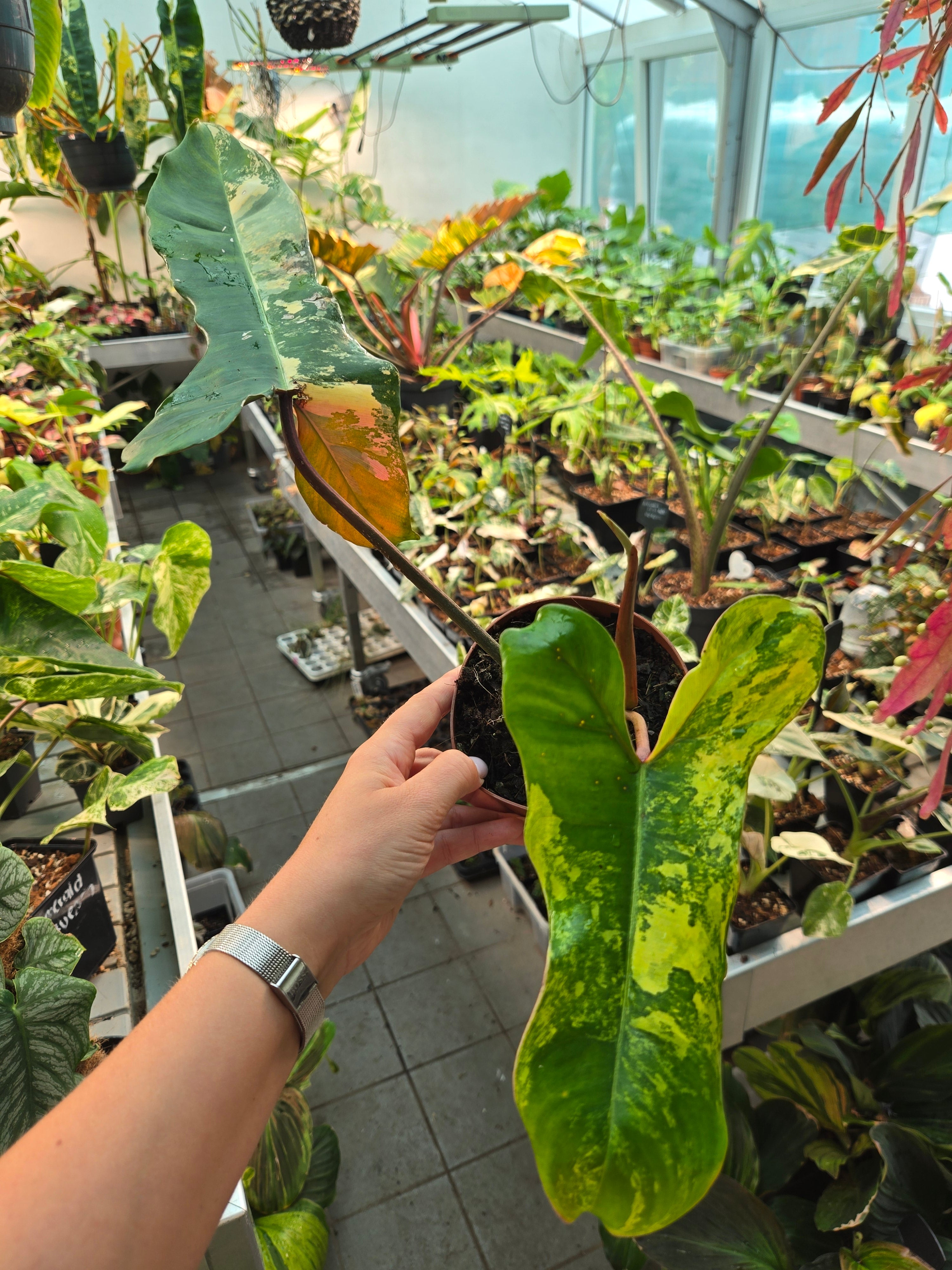 Philodendron Jenny (Billietiae x Florida Beauty)