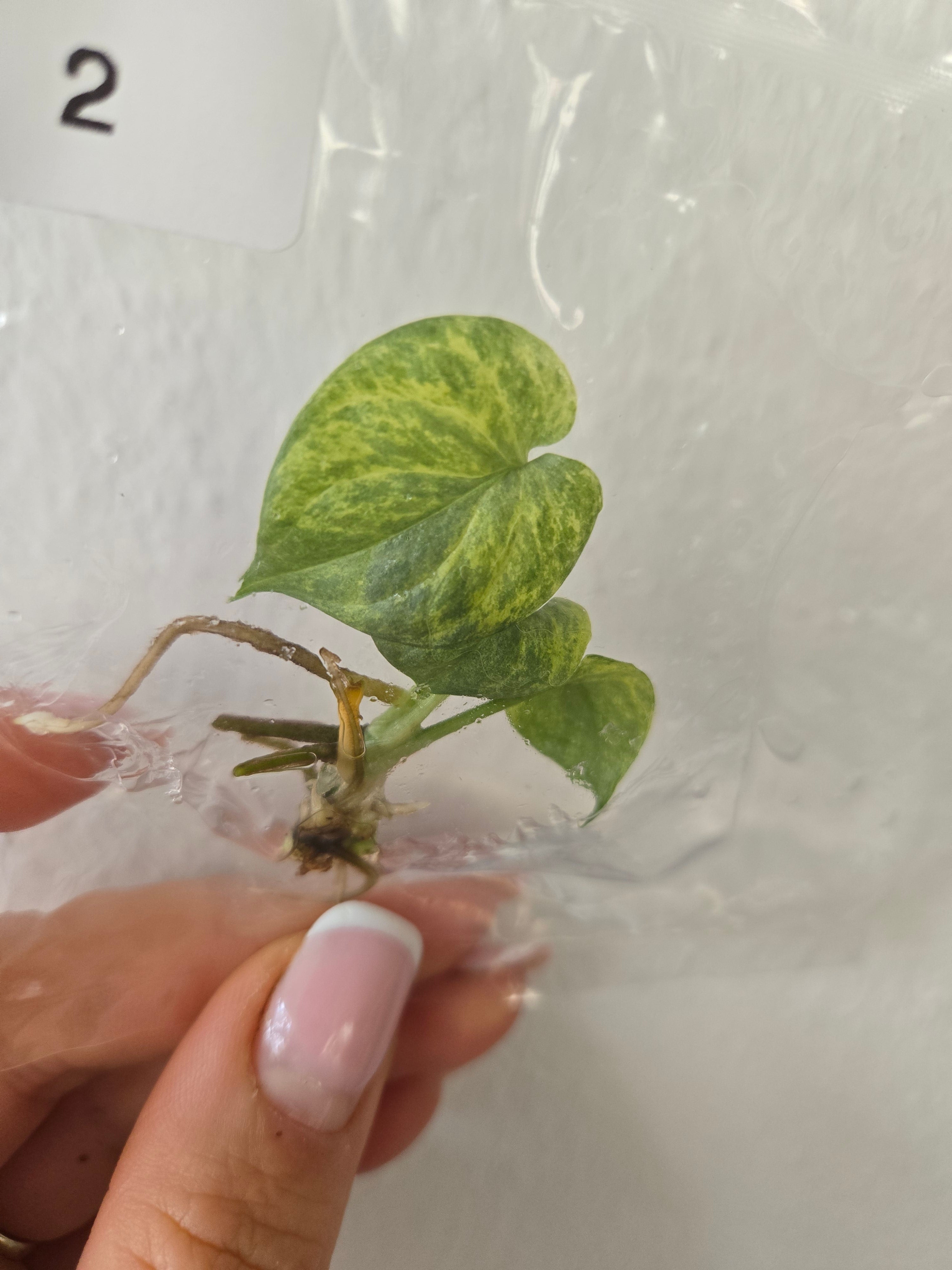 Amedrium Silver Variegata