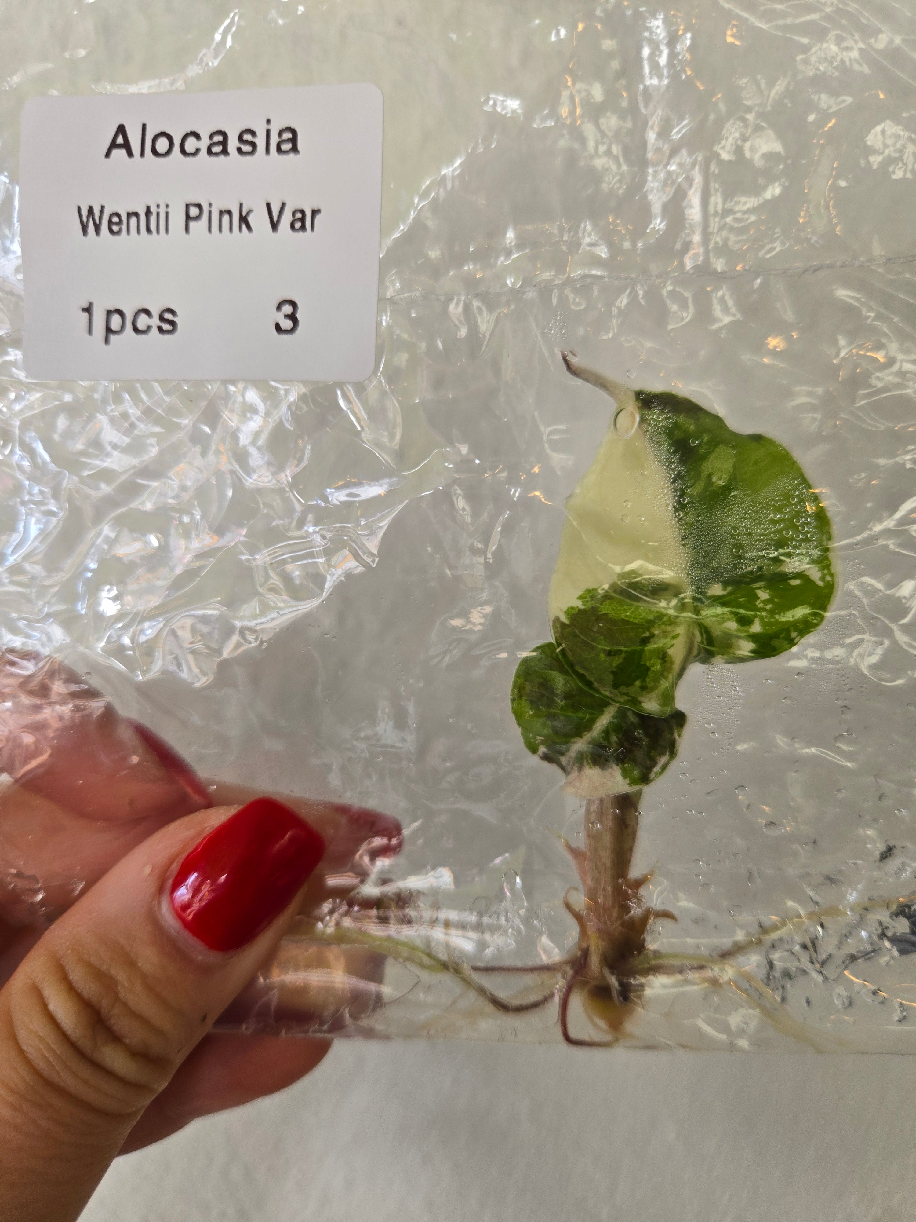 Alocasia Wentii Pink Variegated - TC -