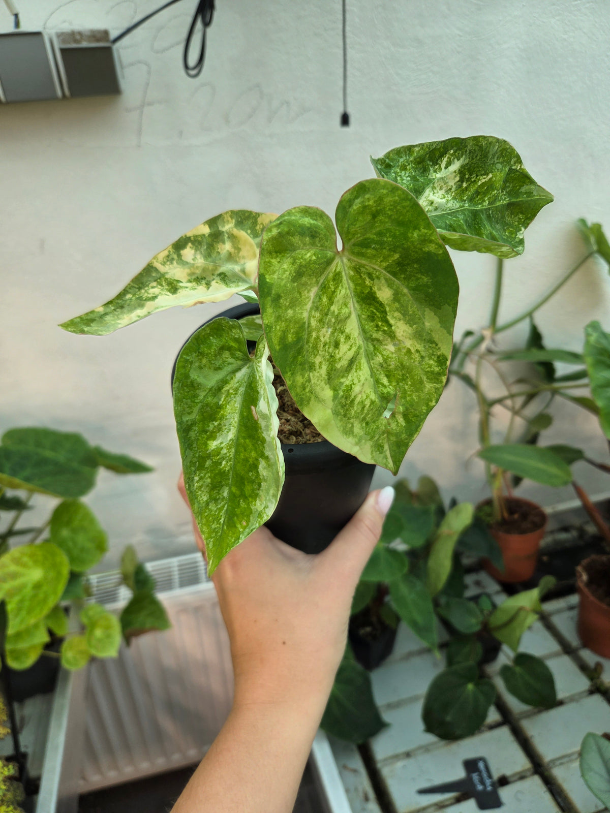 Anthurium Papillianum Variegated x Michelle