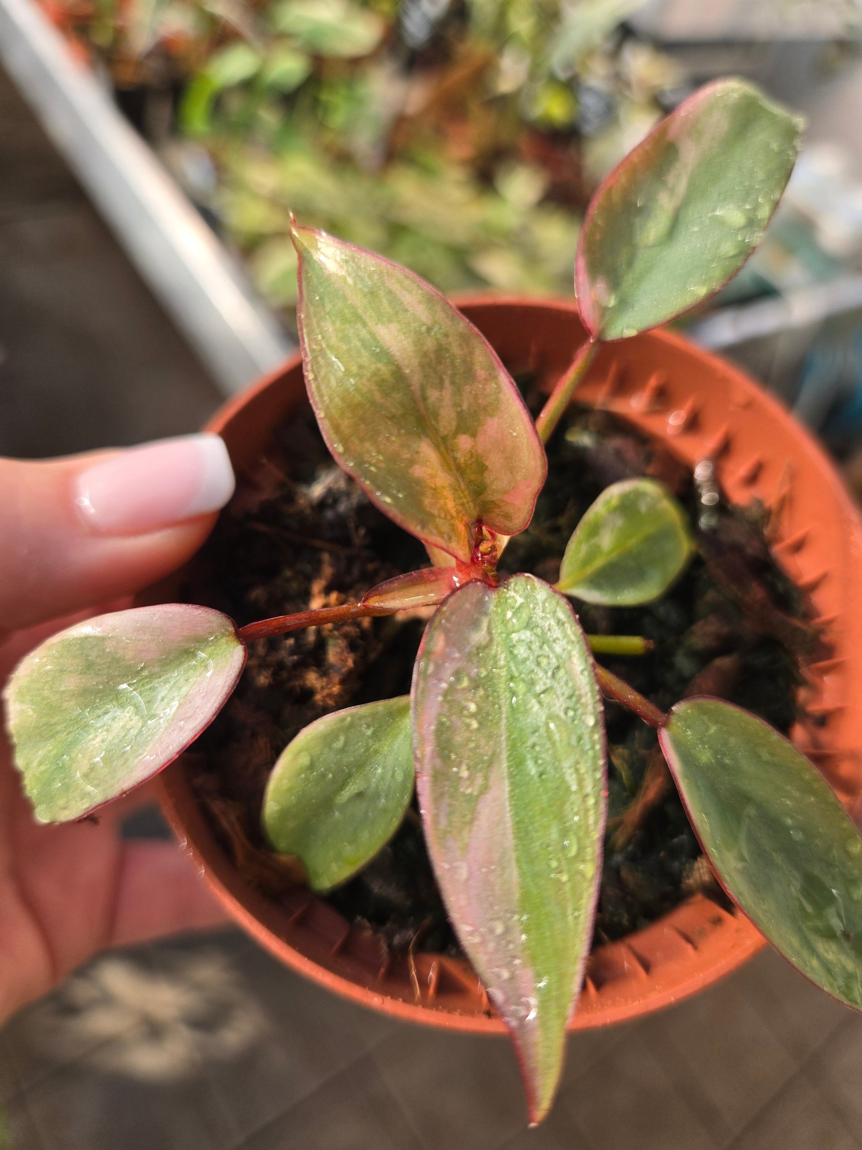 Philodendron Atabapoense Pink – MG Plants