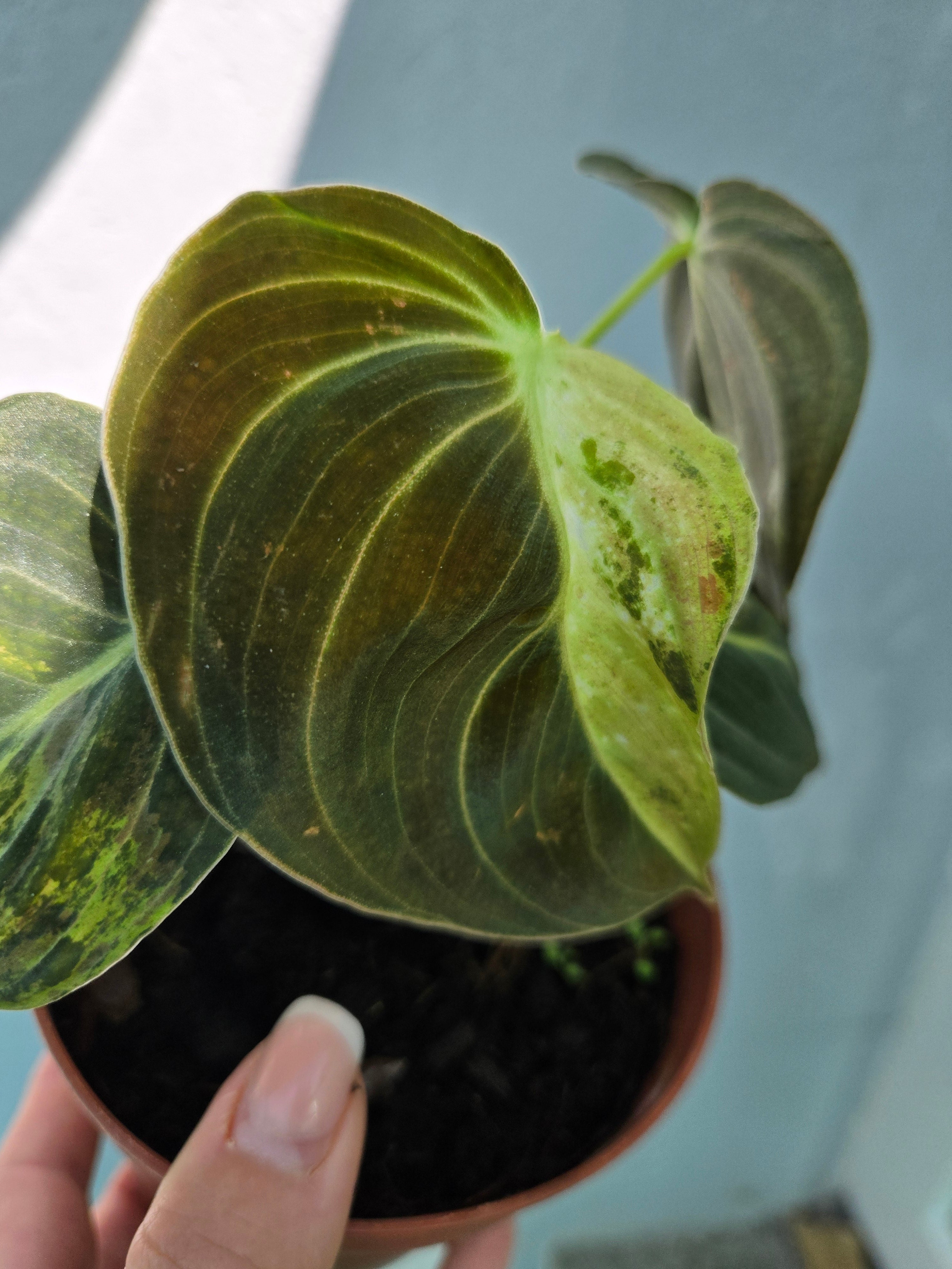 Philodendron Melanchyrsum Variegata