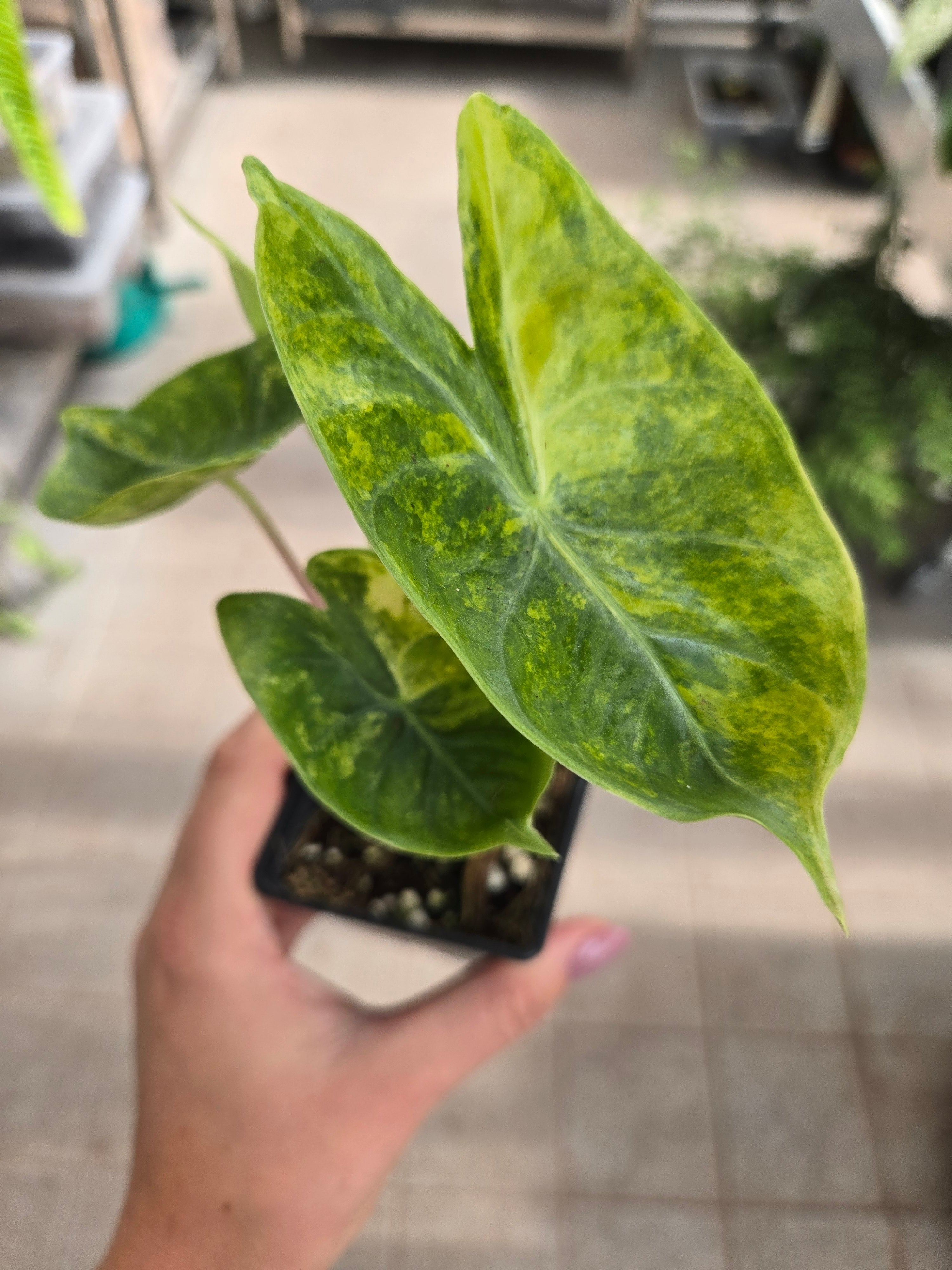 Alocasia Pink Dragon Aurea