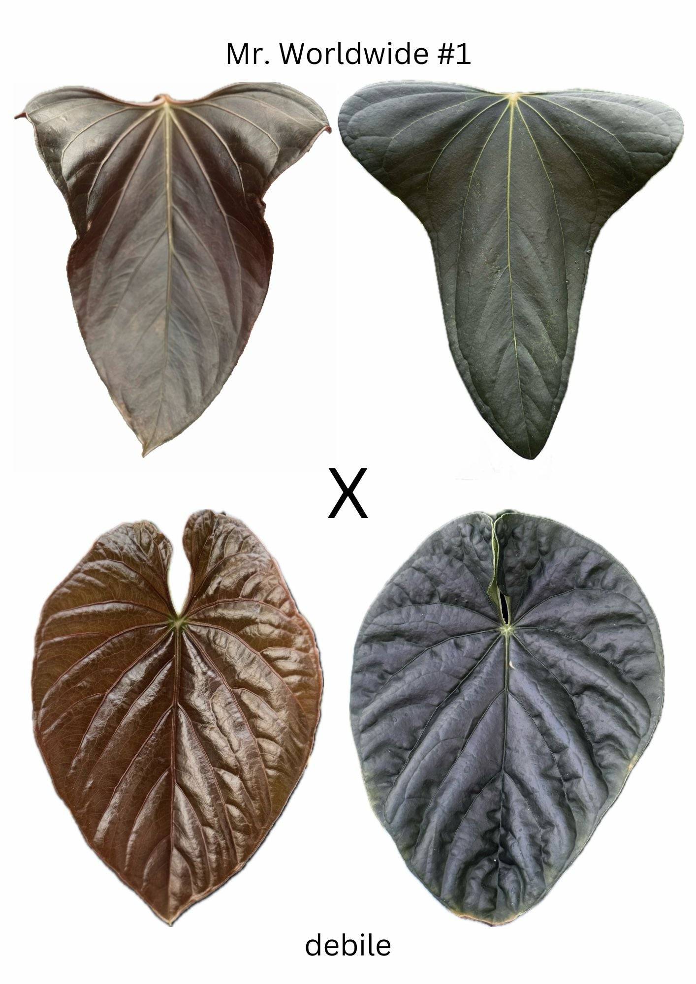 anthurium debilis 1x Anthurium Mr.Worldwide #1 x Debile