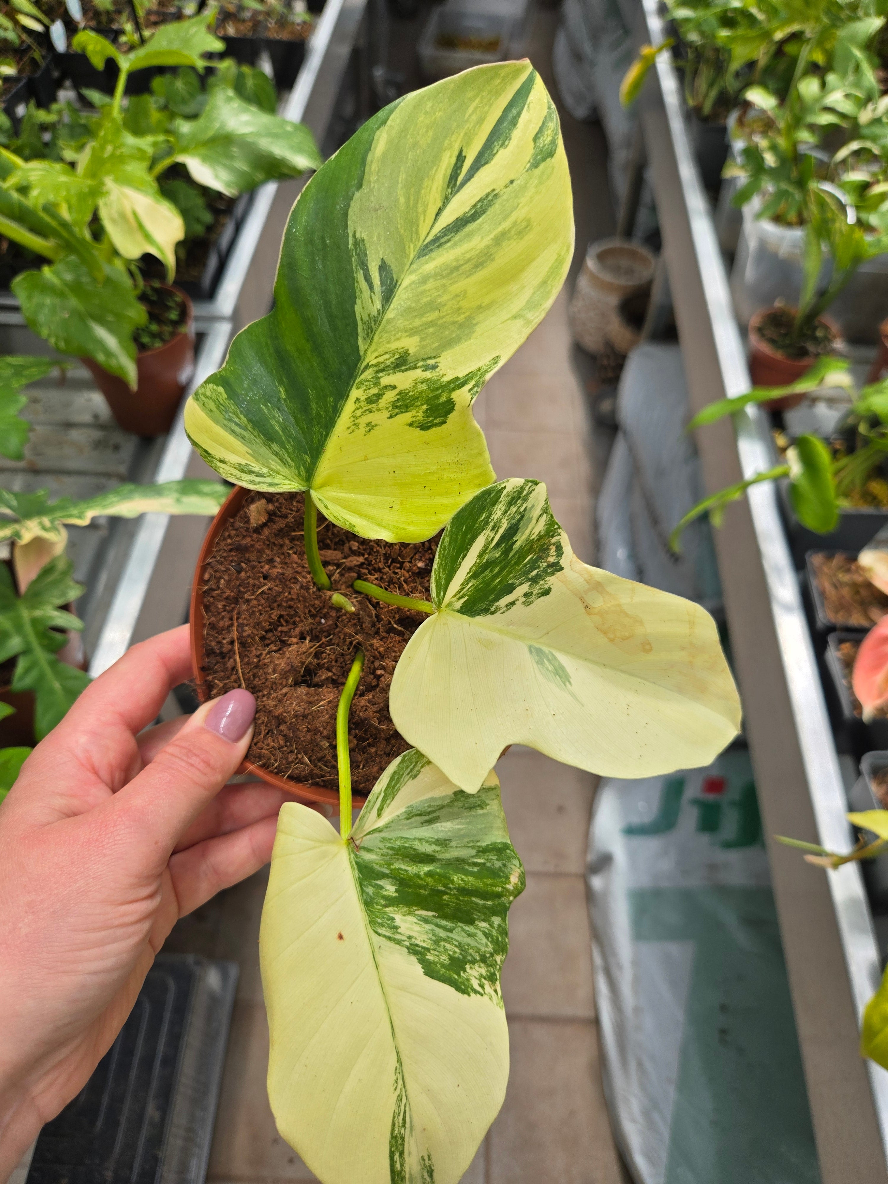 Philodendron Florida Beauty x Mayoi
