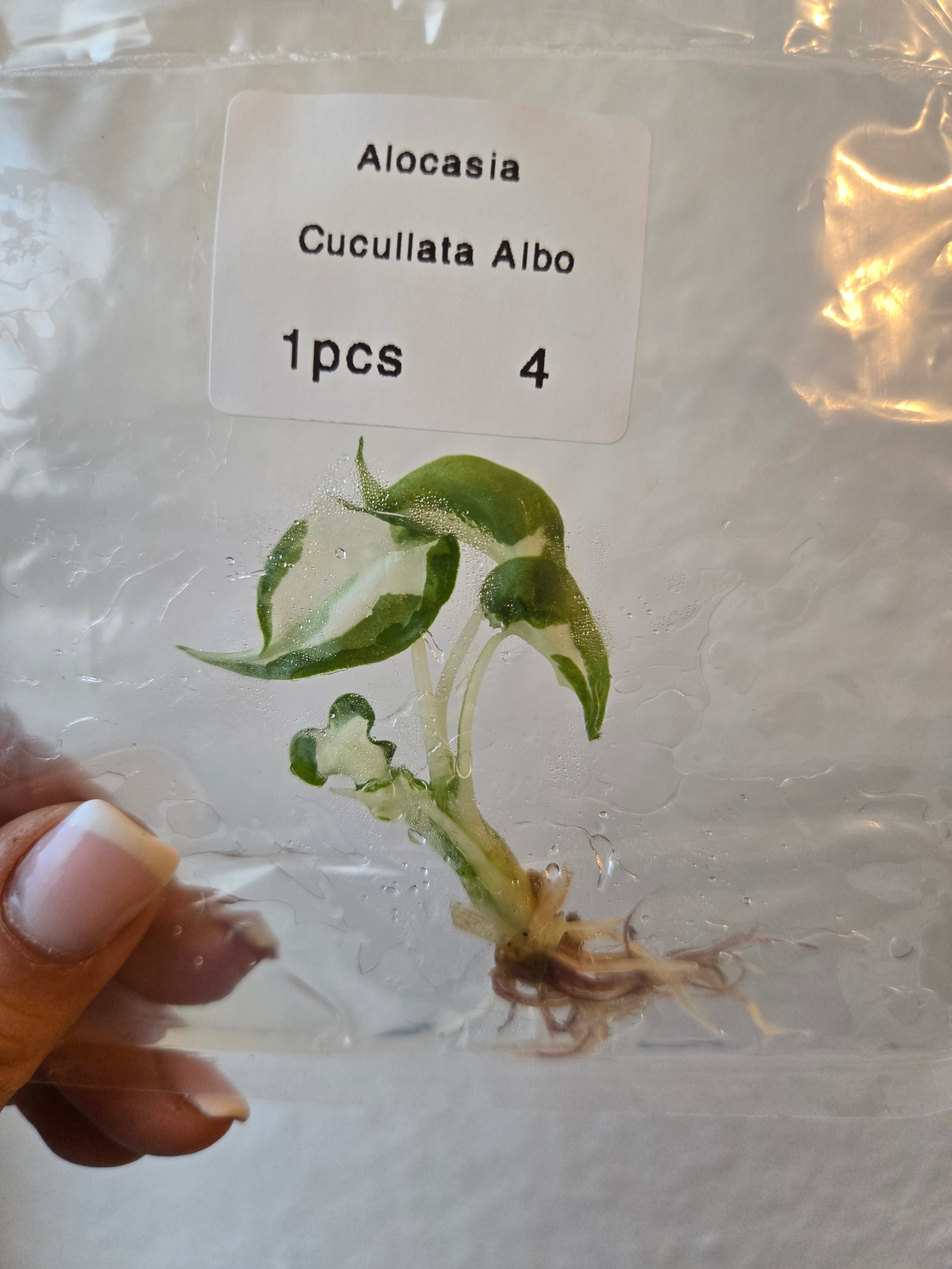 Alocasia Cucullata Albo