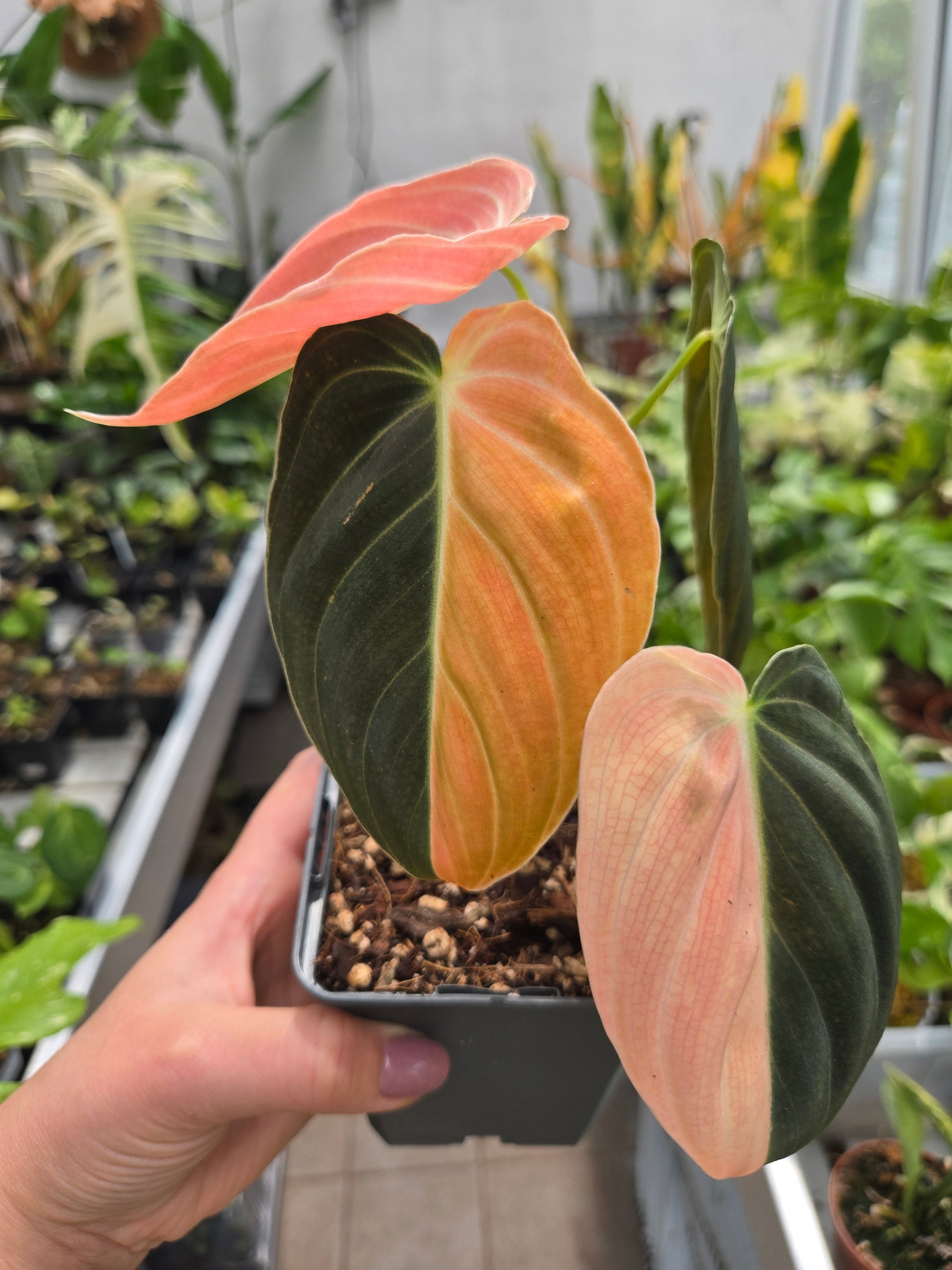 Philodendron Melanchyrsum Orange Pink (Bonfire)