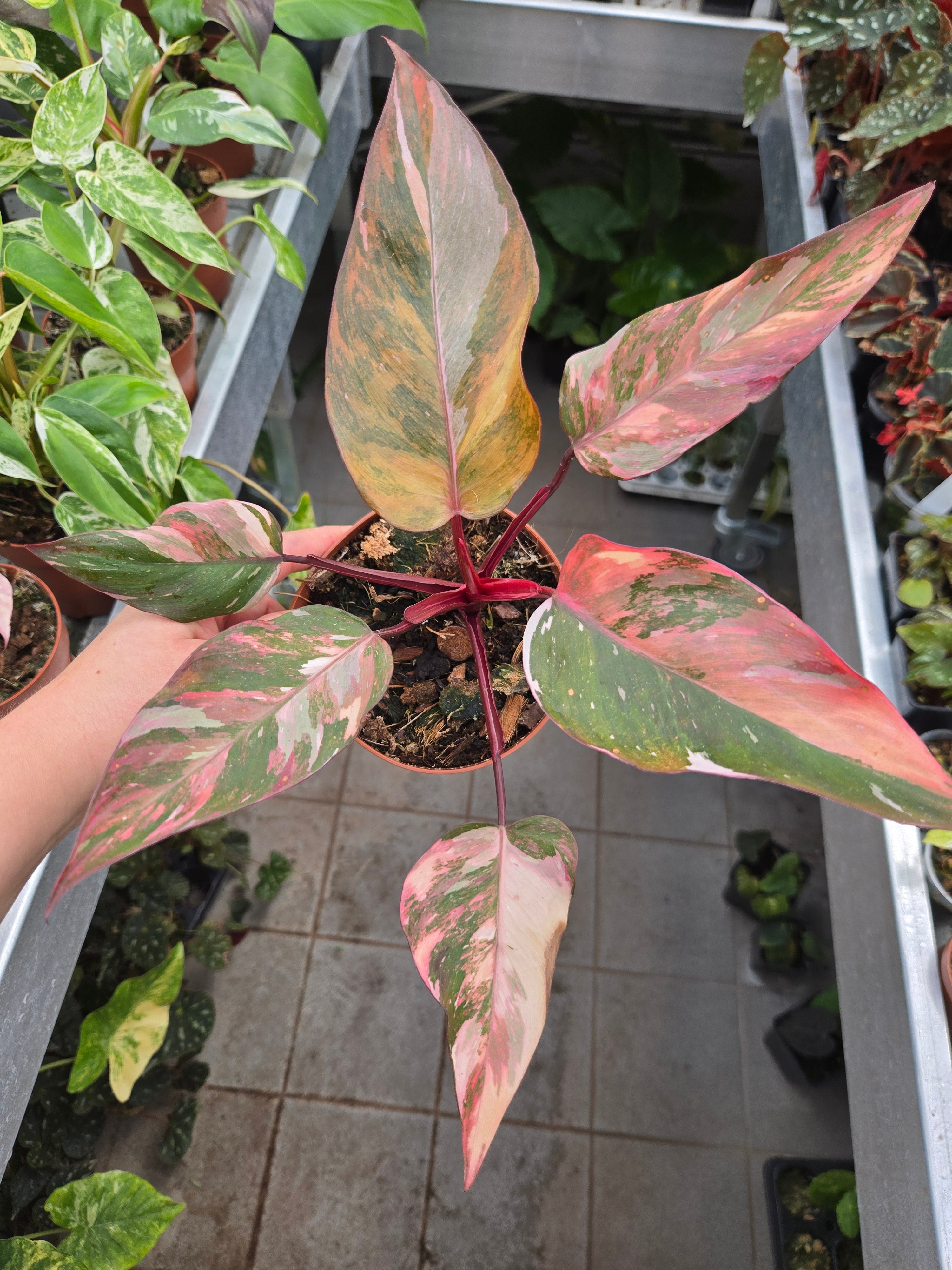 Philodendron Princess of Fire
