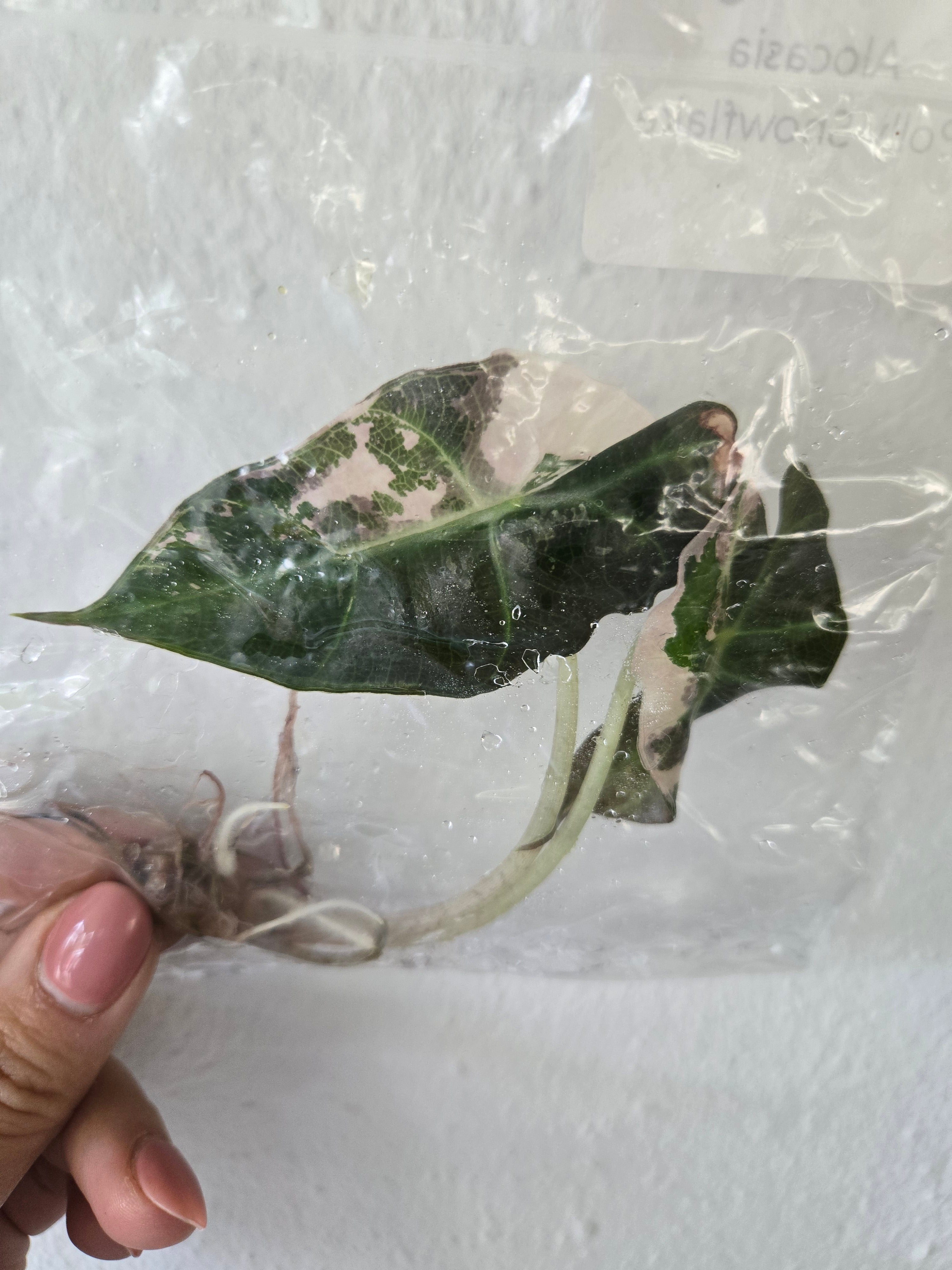 Alocasia Polly Snowflake (sektional) - TC - Tissue Culture -