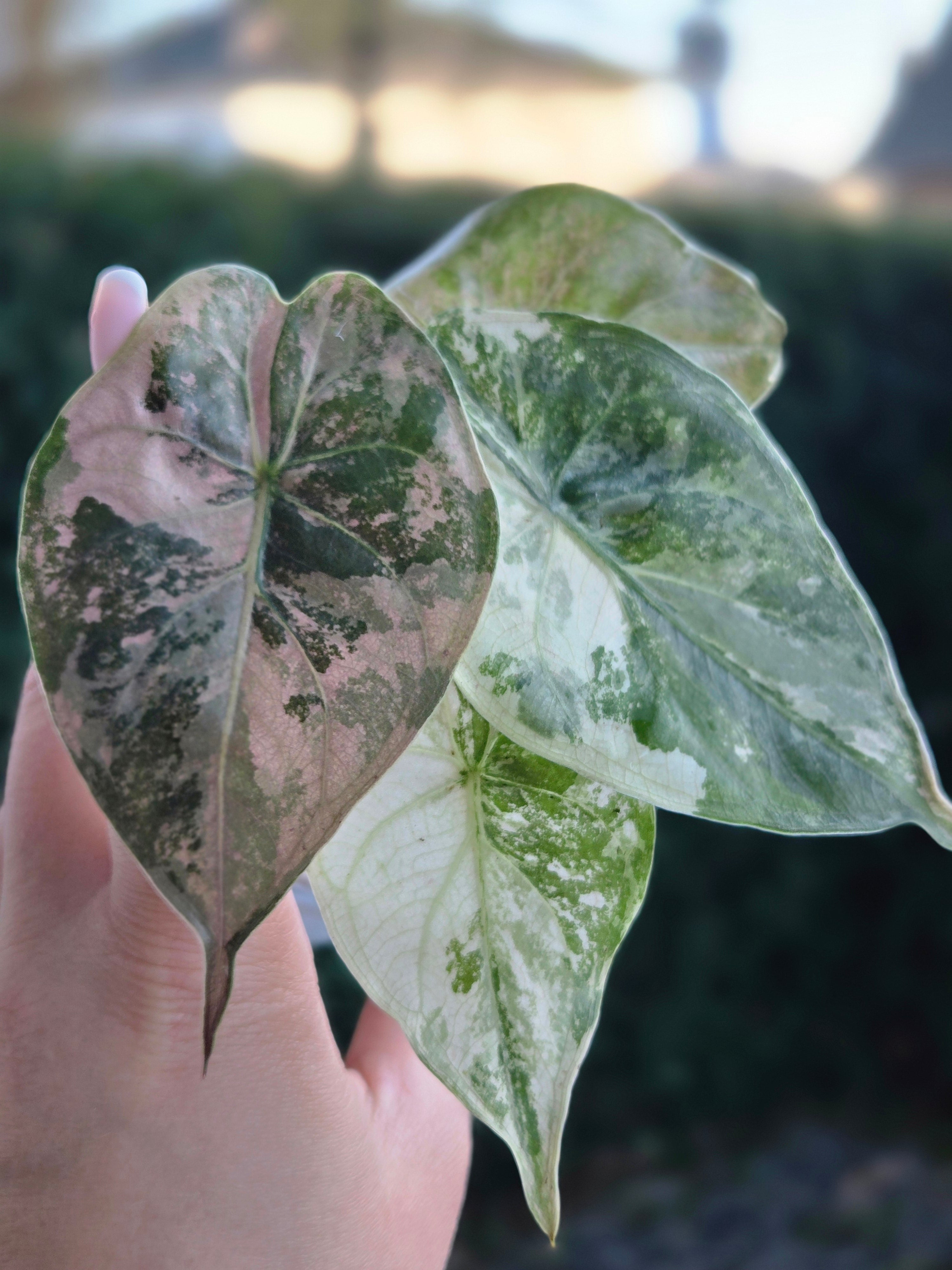 Alocasia Wentii Pink Albo