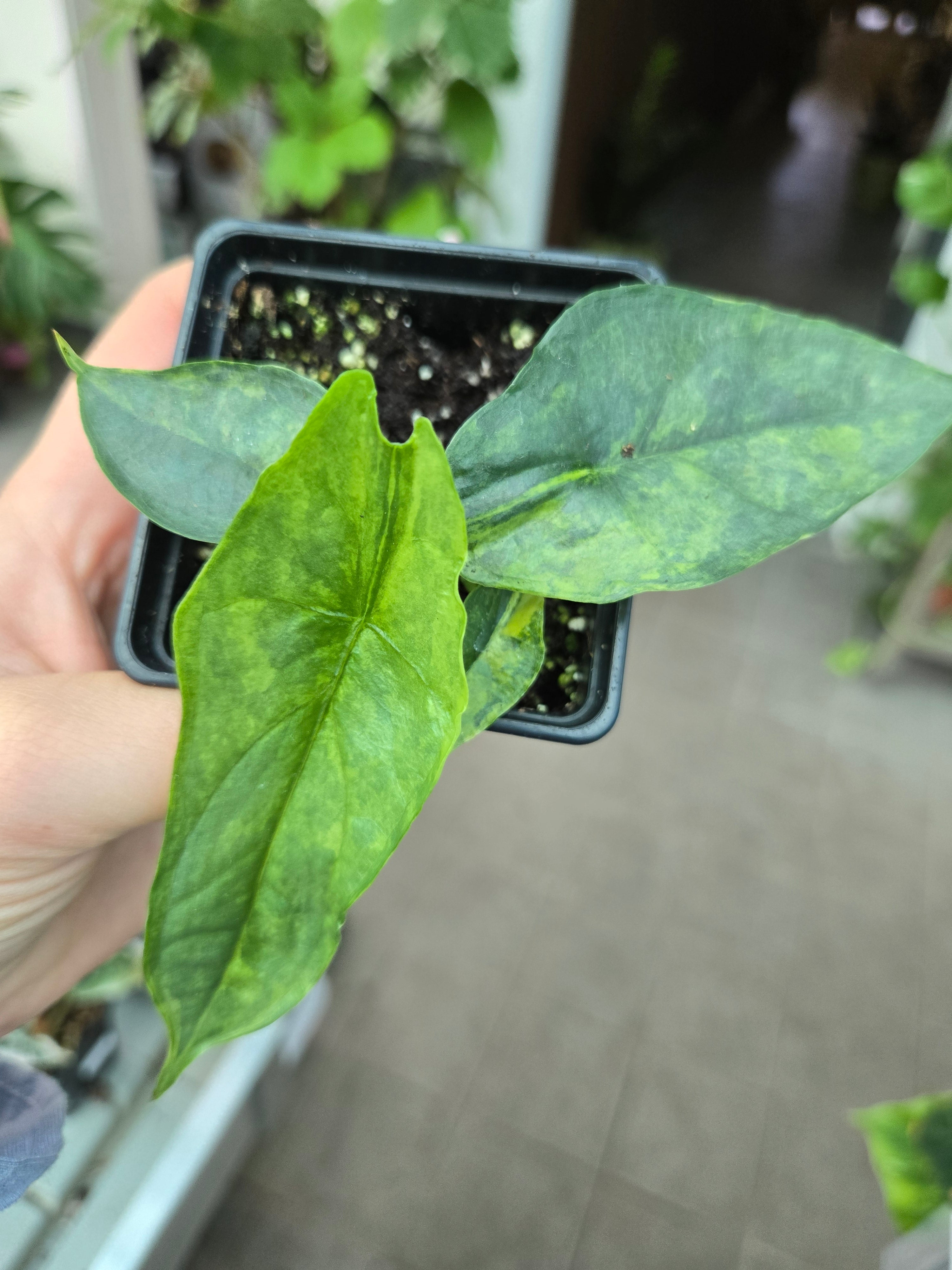 Alocasia Dragon Breath Aurea – MG Plants